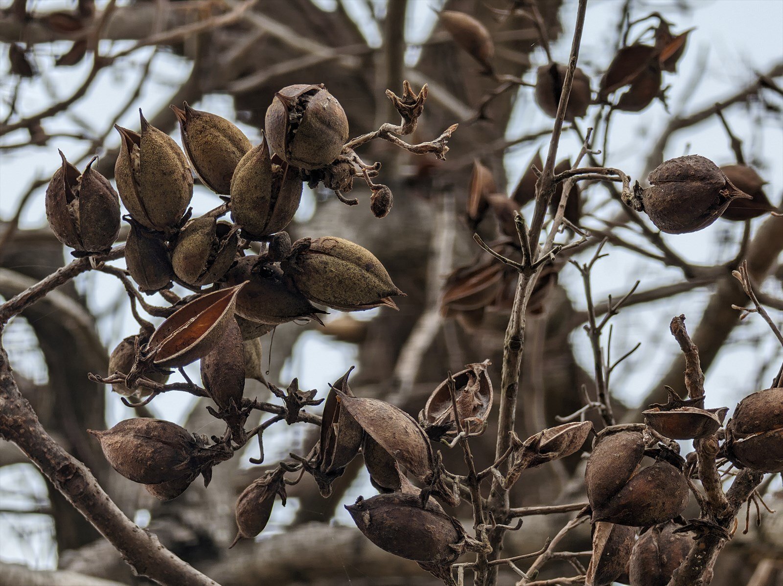 WINTER PLANTS 桐の実｜annon