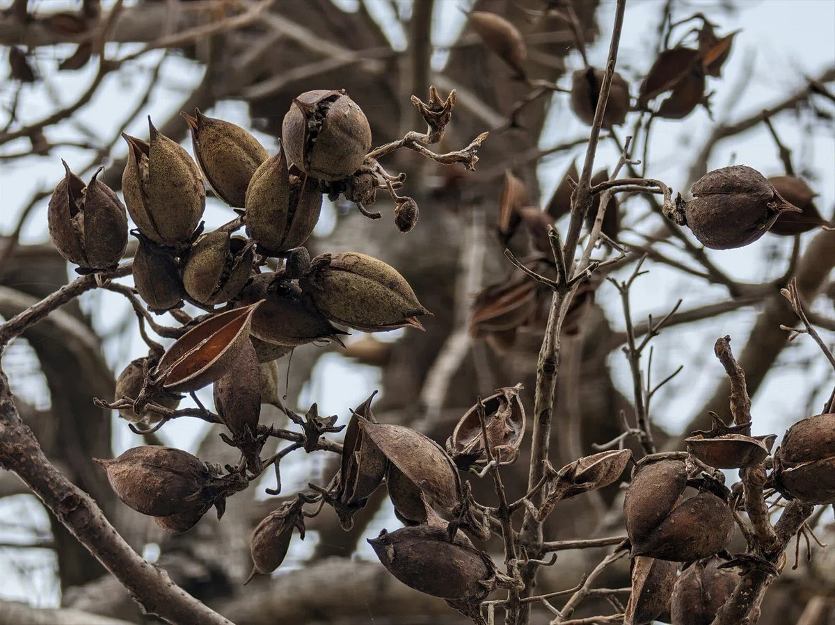 WINTER PLANTS 桐の実|annon