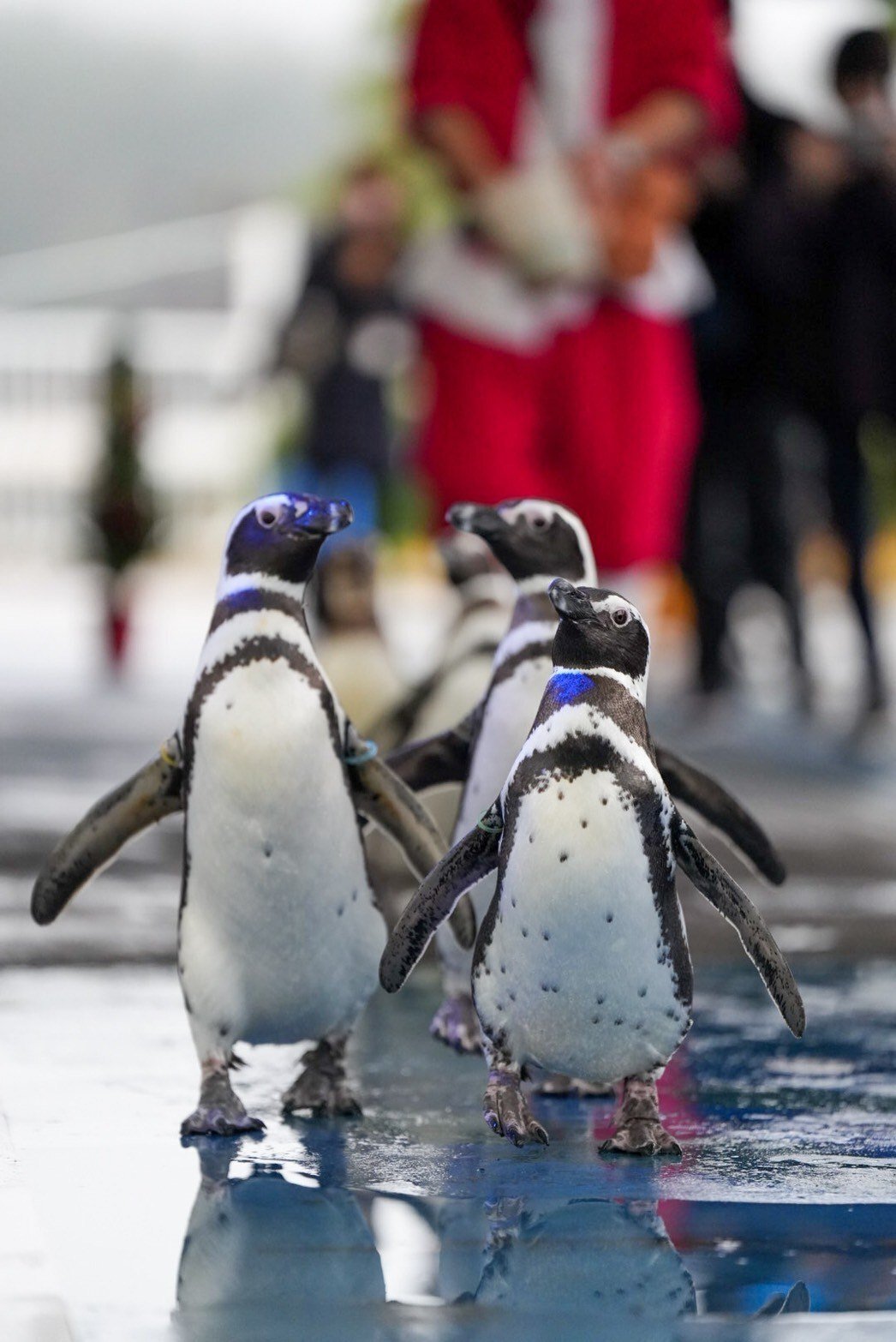 レポ#58 のとじま水族館｜haru