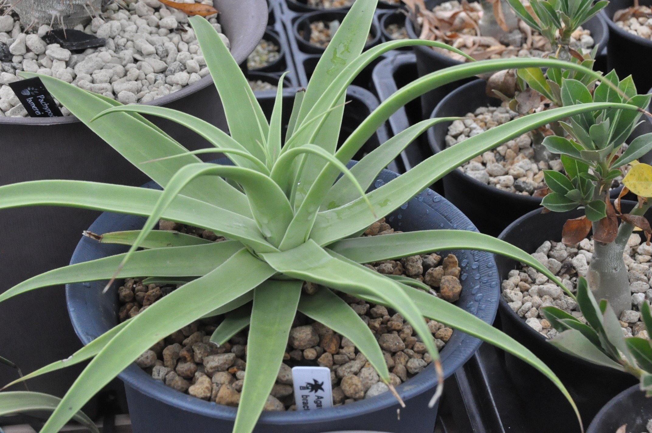 アガベ 品種紹介（Choritepalae節）｜KKGREEN