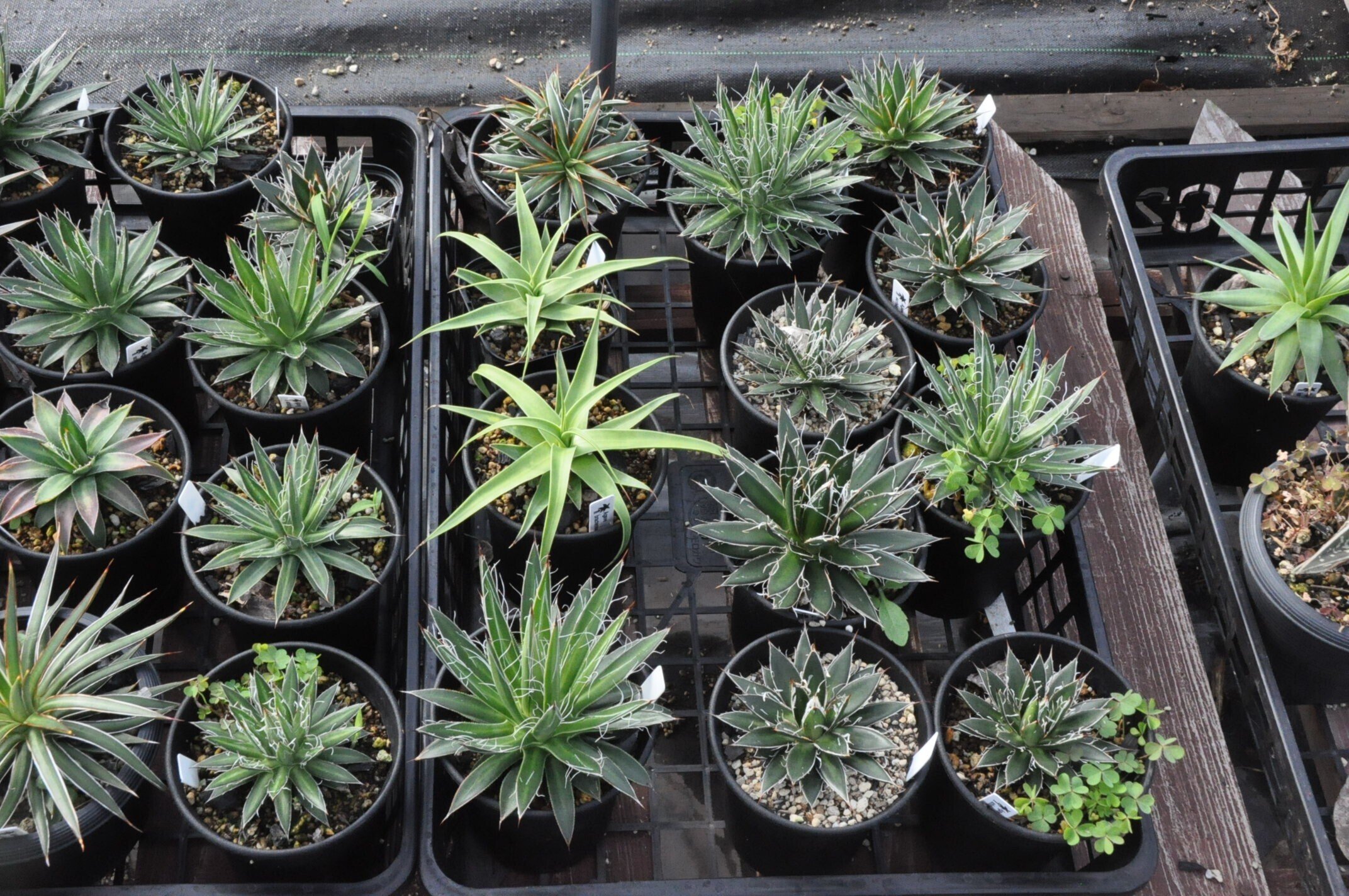 アガベ 品種紹介（Choritepalae節）｜KKGREEN