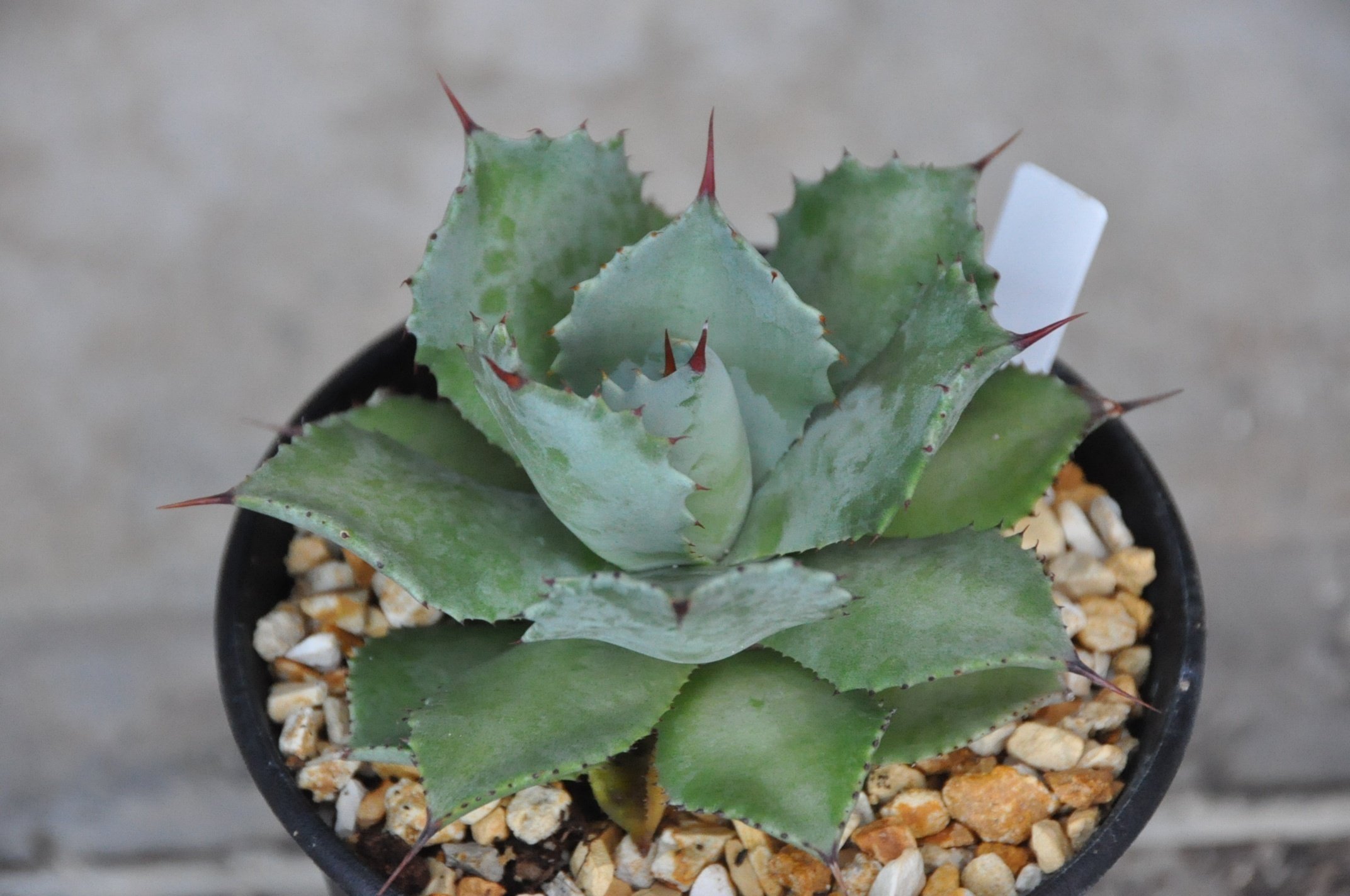 Agave hybrid 百鬼夜行その2 👻魍魎👻 特白肌怒雷神×妖炎