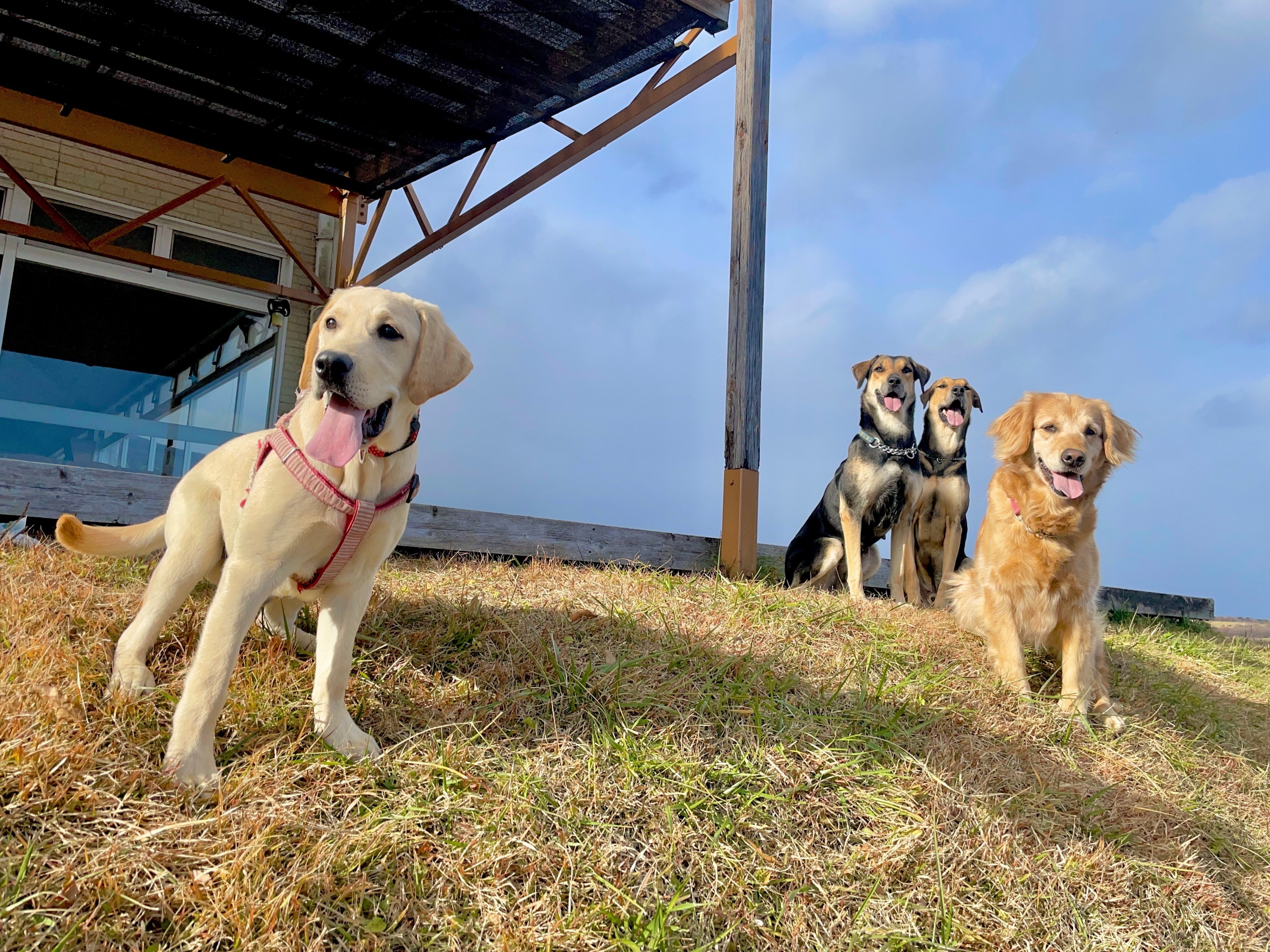 那須 犬 安い リード