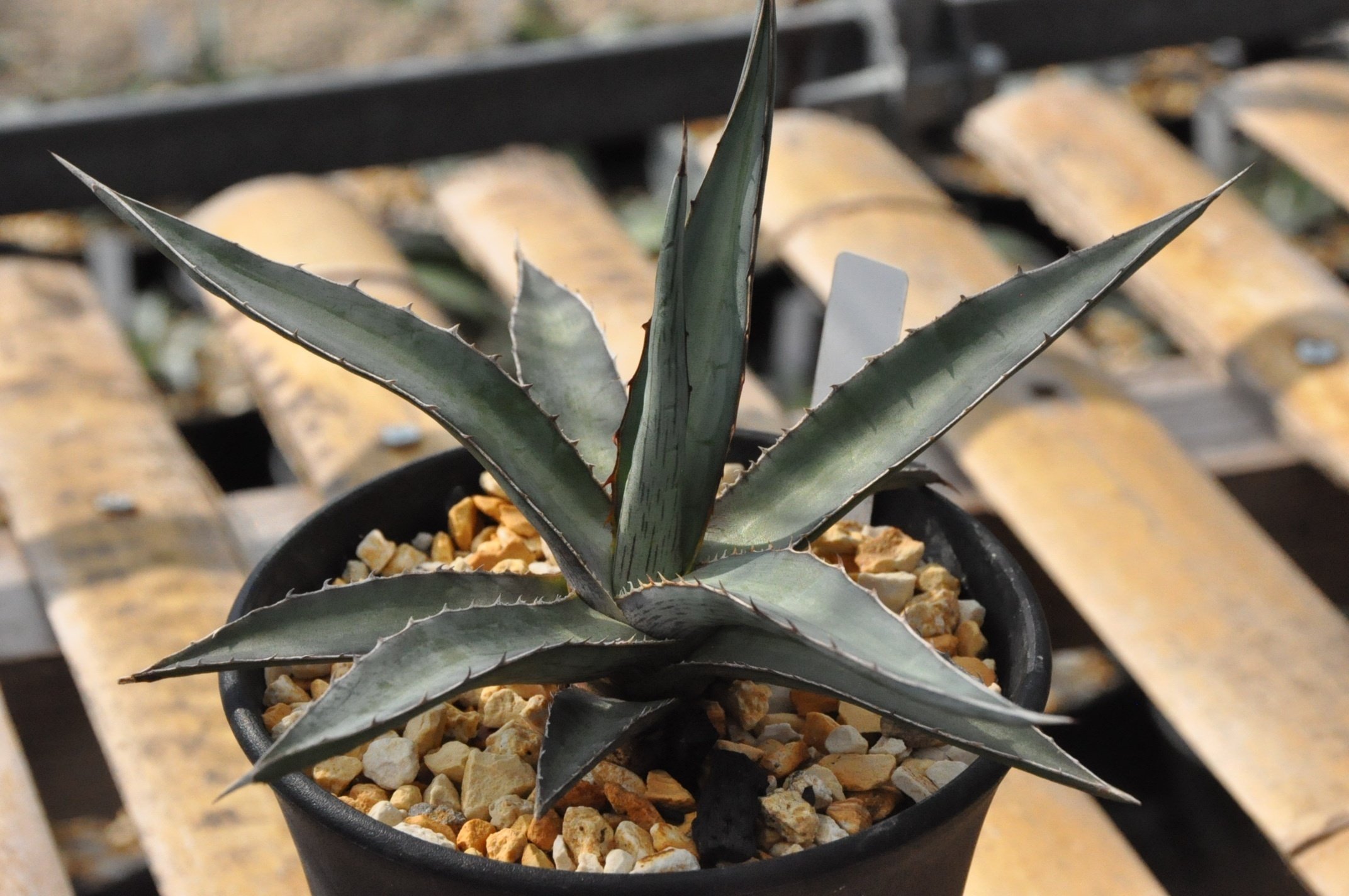 アガベ 品種紹介（Marginatae節3）｜KKGREEN