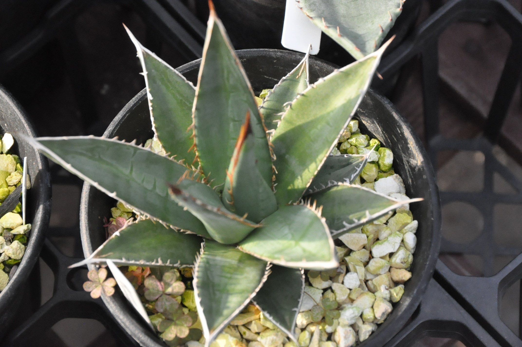 アガベ 品種紹介（Marginatae節3）｜KKGREEN