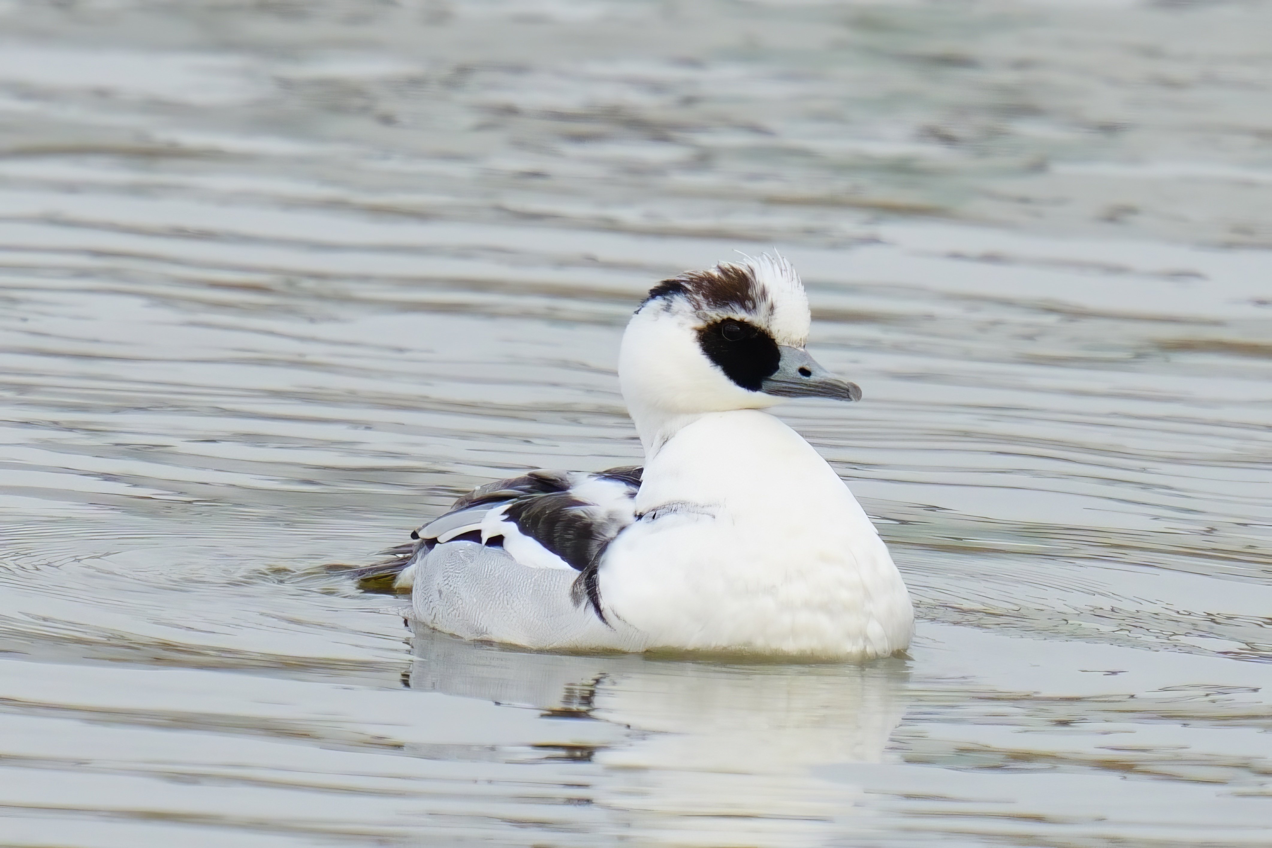 ミコアイサ(巫女秋沙)｜Miya