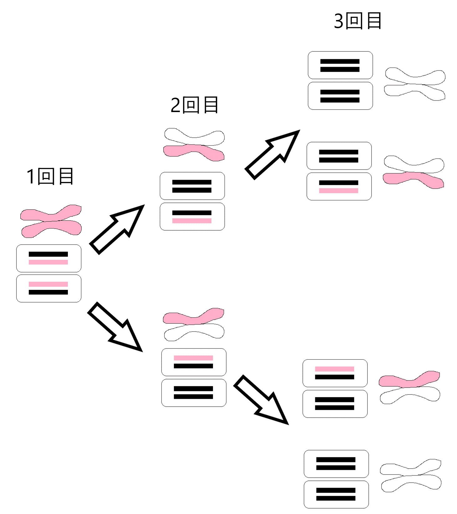 ビジュアルで見る 遺伝子・DNAのすべて:身近なトピックで学ぶ