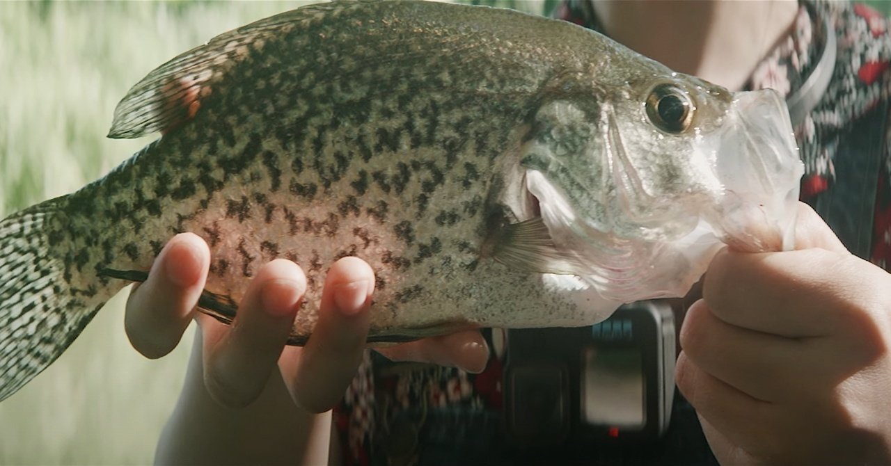 バス釣りしてると釣れる、アメリカで人気の謎の魚を狙う｜Hanne
