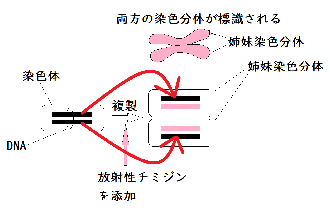 ビジュアルで見る 遺伝子・DNAのすべて:身近なトピックで学ぶ