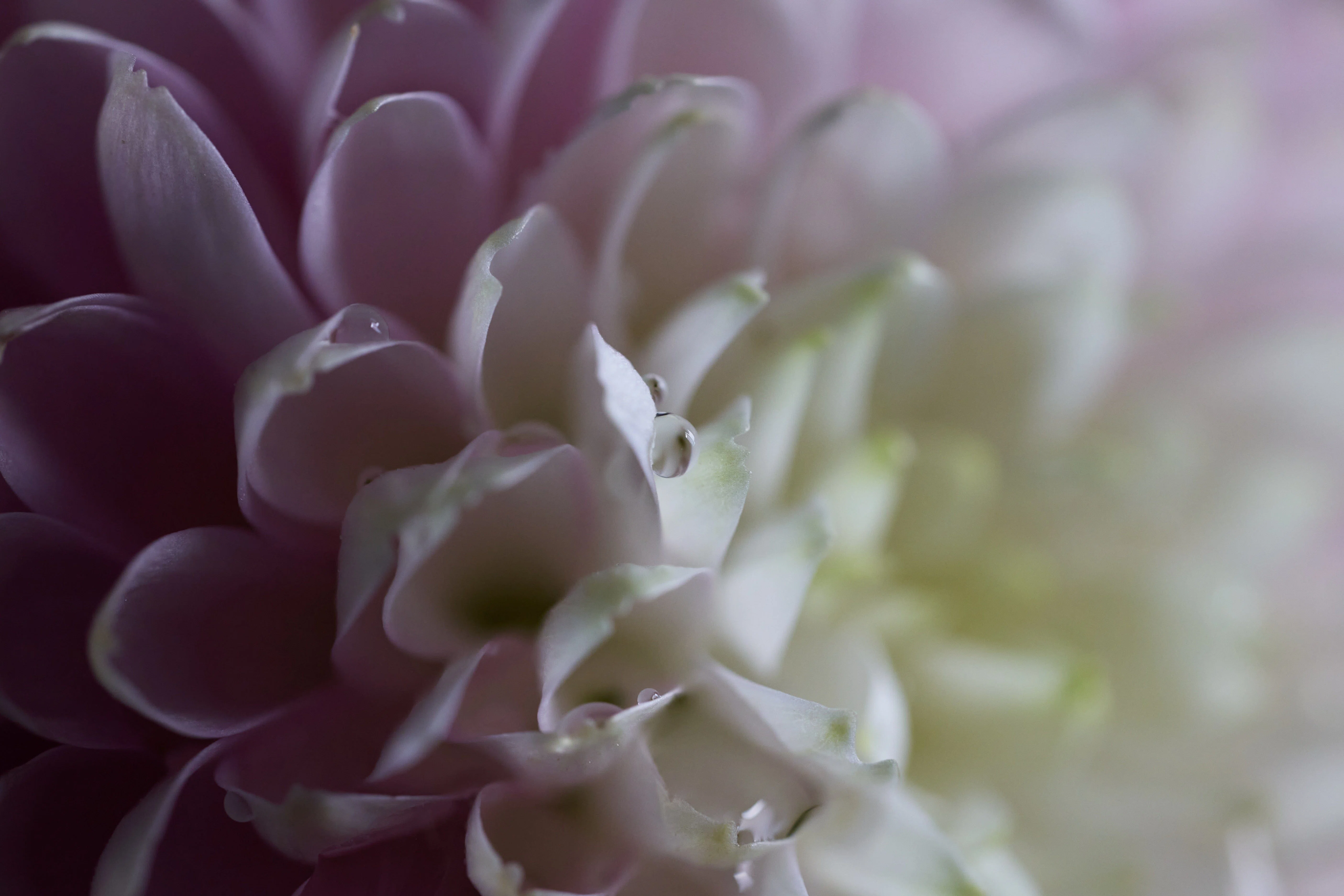 ルミマガ編集部】LUMIX S 100mm F2.8 MACRO使ってみた｜LUMIX Magazine