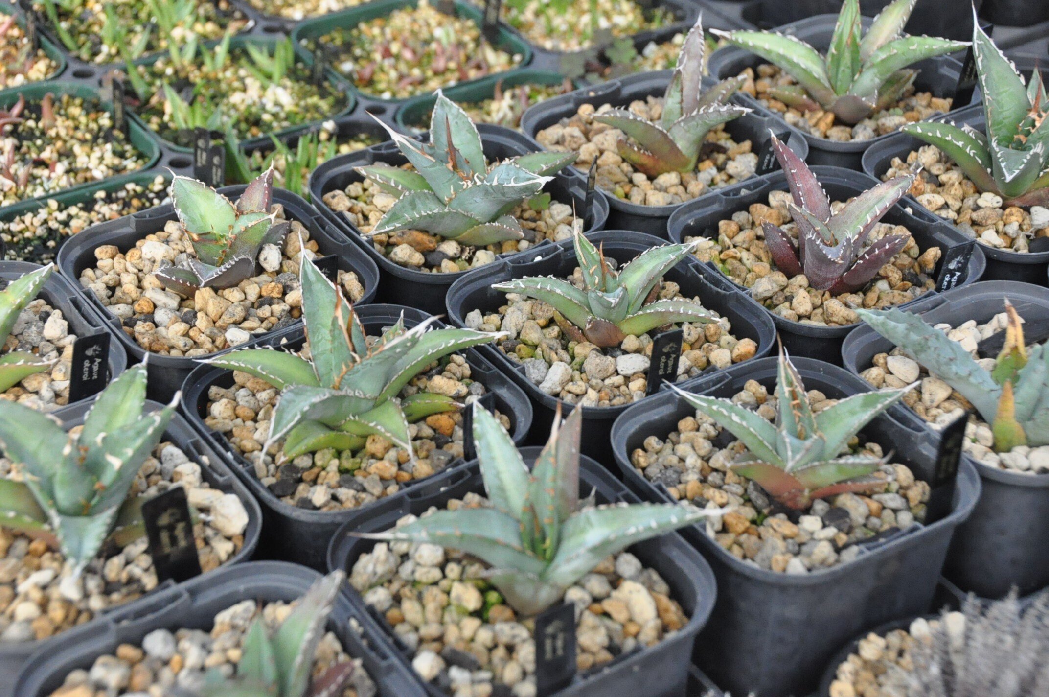 アガベ 多肉植物 チタノタ ノーネーム 優良血統自家繁殖小デブ美株