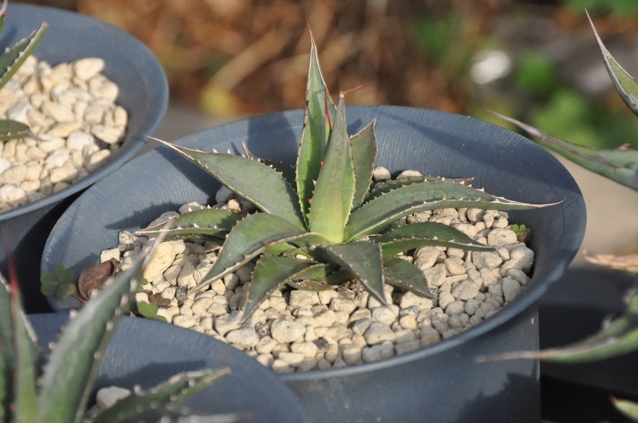 飛竜園】NO:215 特選 アガベ チタノタ凱撒'SUPER CAESAR' シーザー