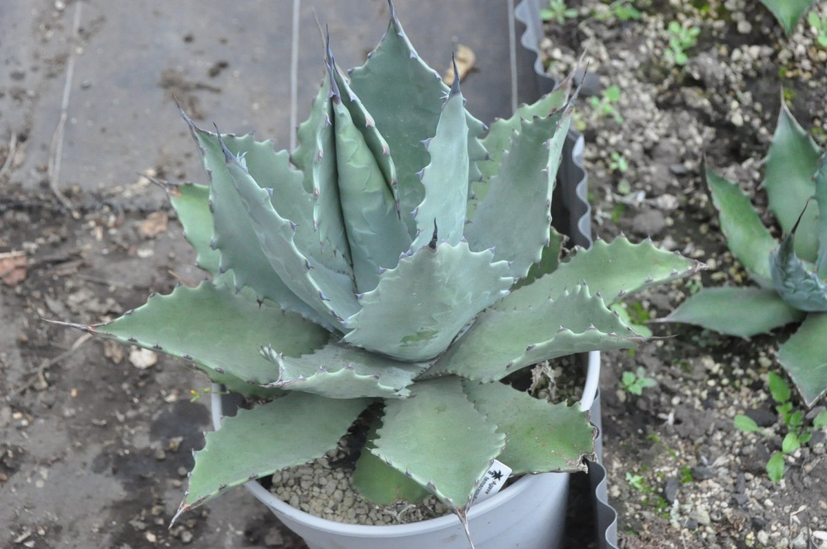 アガベ グアダラハラナ ボールタイプ 実生 類)テマカプリネンシスパラサナパリー アガベ 鰐亀