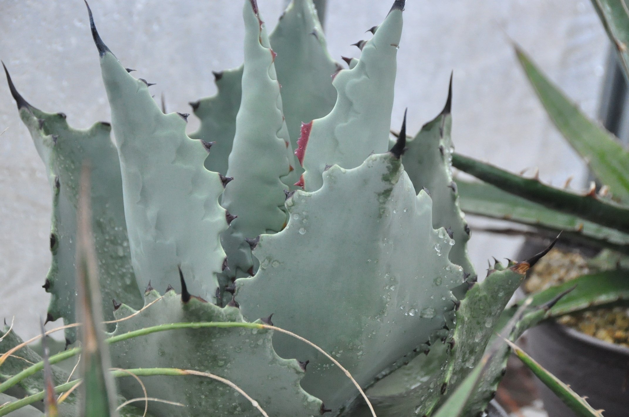 アガベ 品種紹介（Ditepalae節）｜KKGREEN