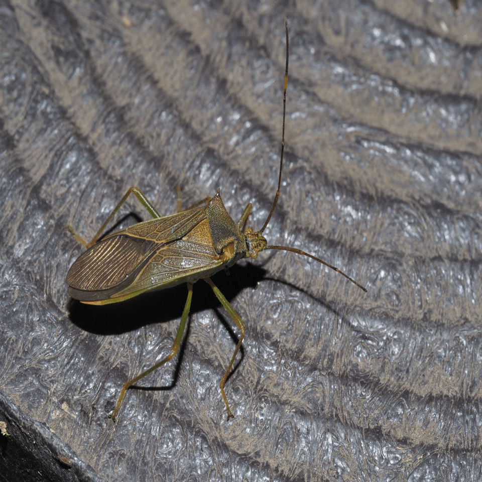 虫嫌いを克服させる千本ノック 83本目 ミナミトゲヘリカメムシ（南棘縁亀虫）｜こんとん