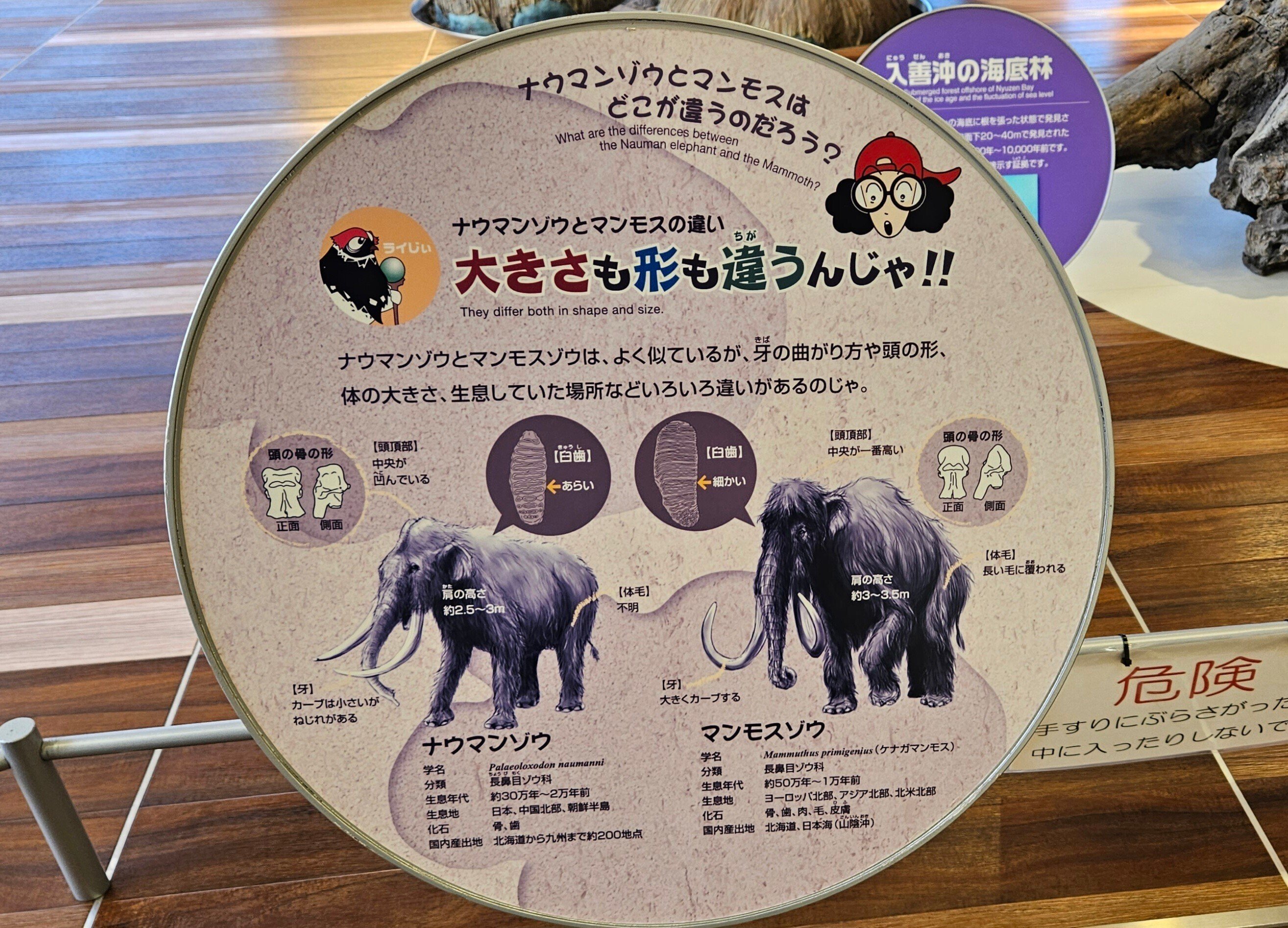 全国自然博物館の旅【19】富山市科学博物館｜美原さつき