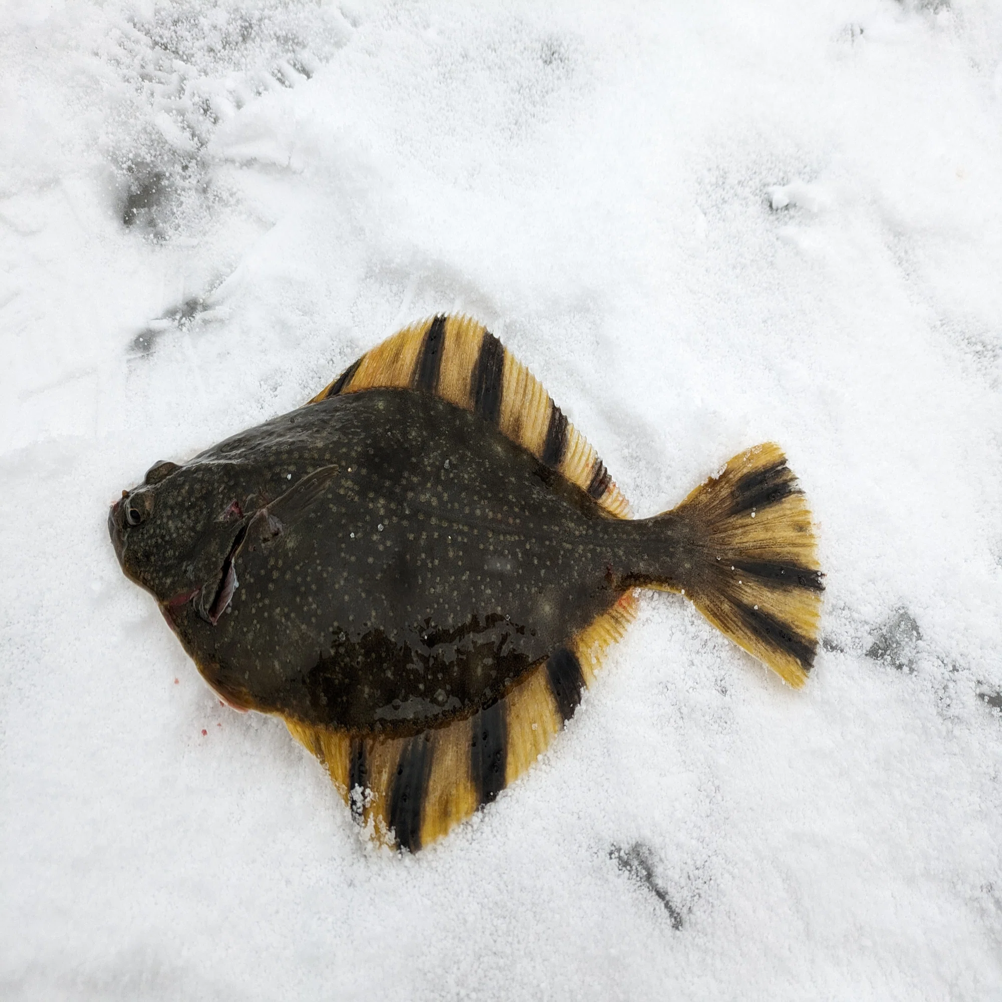 みんな釣りたいあの魚、カレイの釣り方についてすべて解説！！仕掛け 