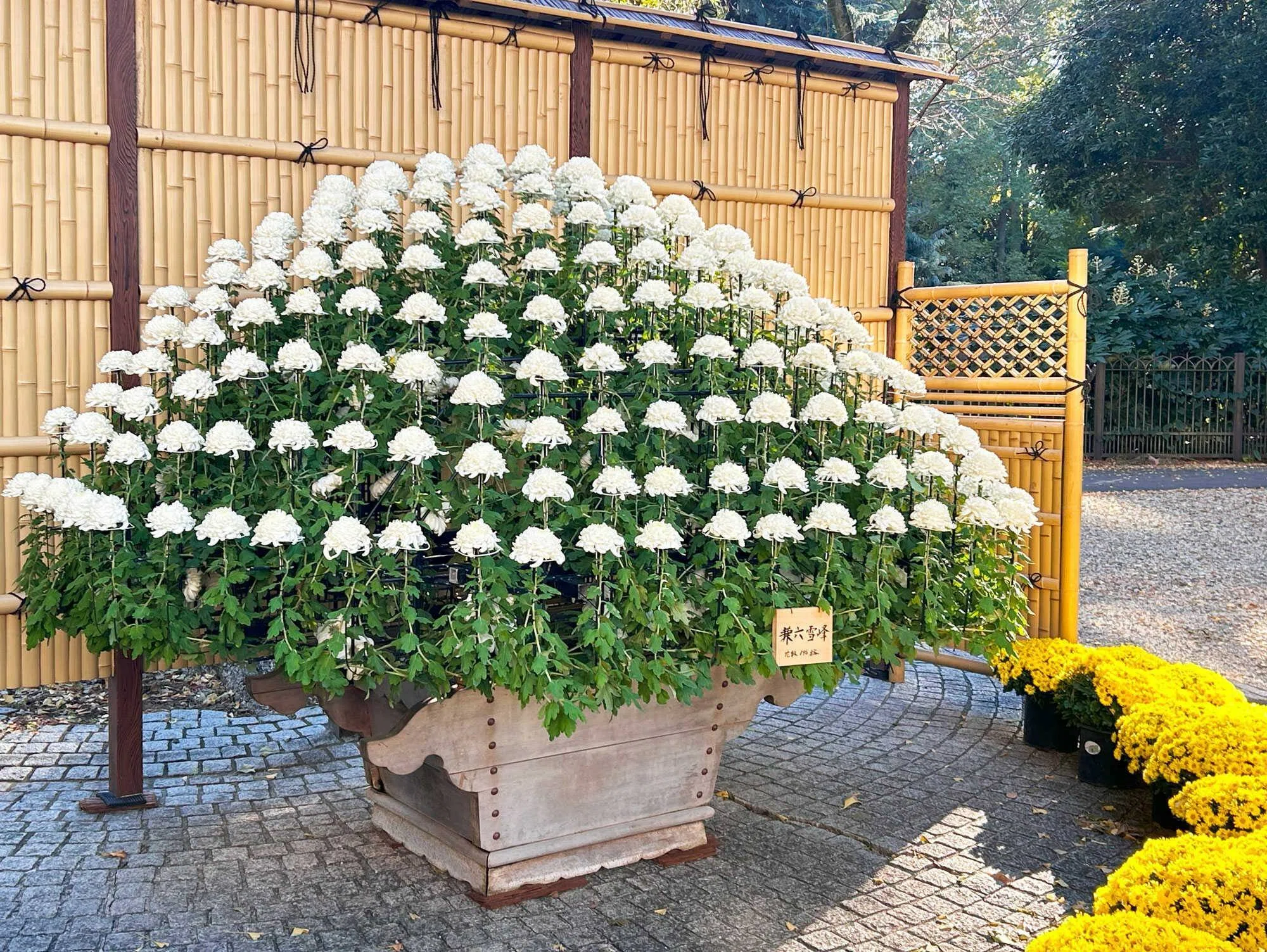 新宿御苑] 古典の世界に誘われるー菊花壇展ー｜SOSIANRAY Design Lab