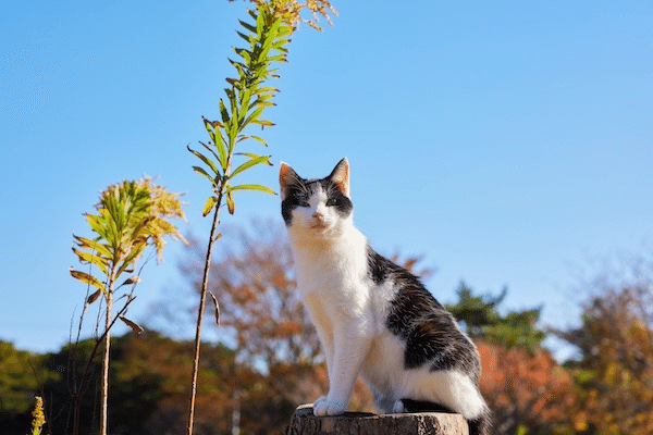 日本猫島探訪―宮城県・田代島の猫たち―｜ヤマト運輸公式note