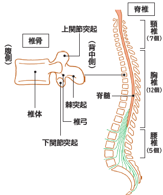 上肢の軸となる脊柱（背骨）「背中」の痛みと疾患｜医療新聞社