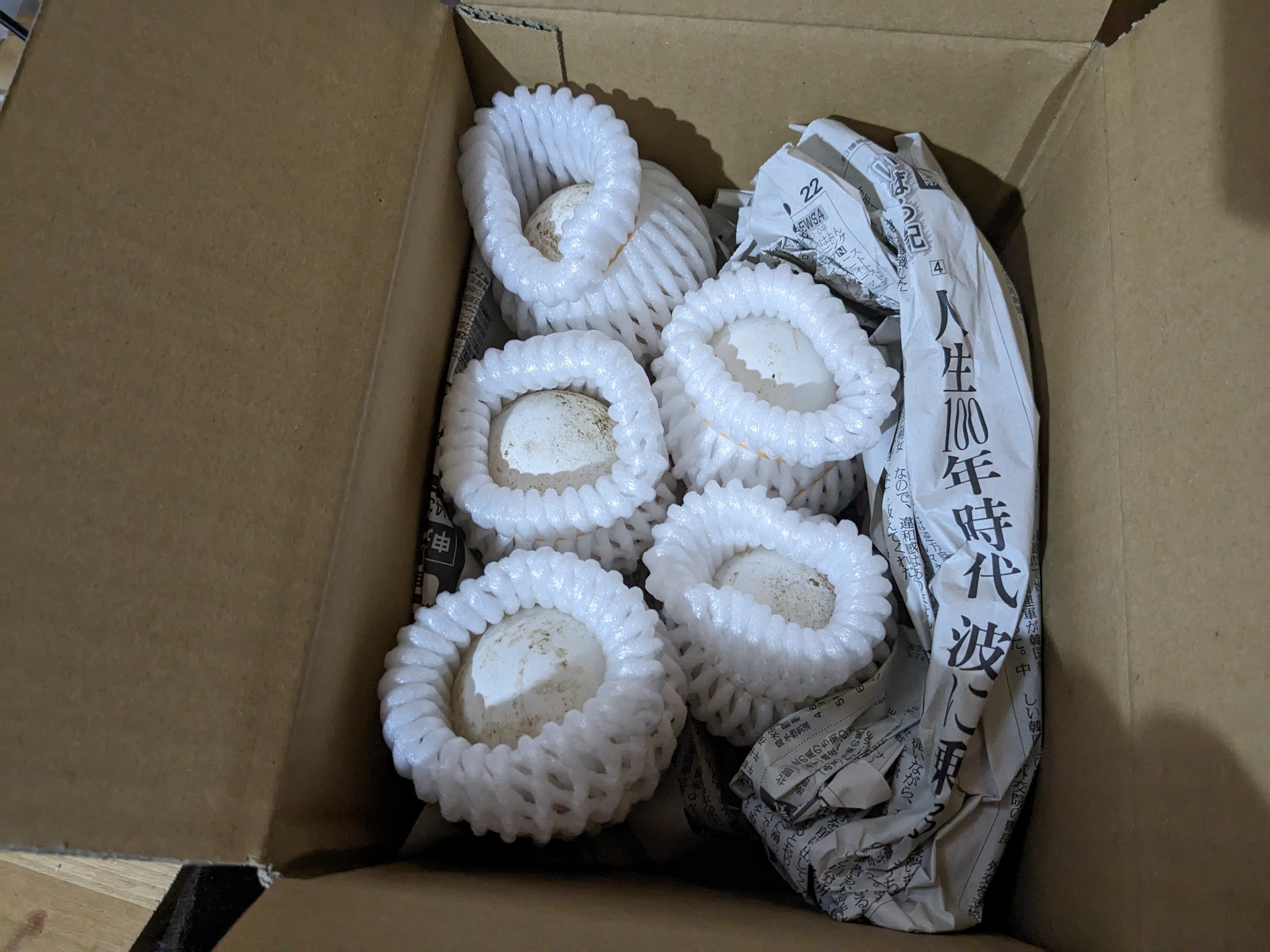 ガチョウの人工孵化について｜ひろせしゅんじ