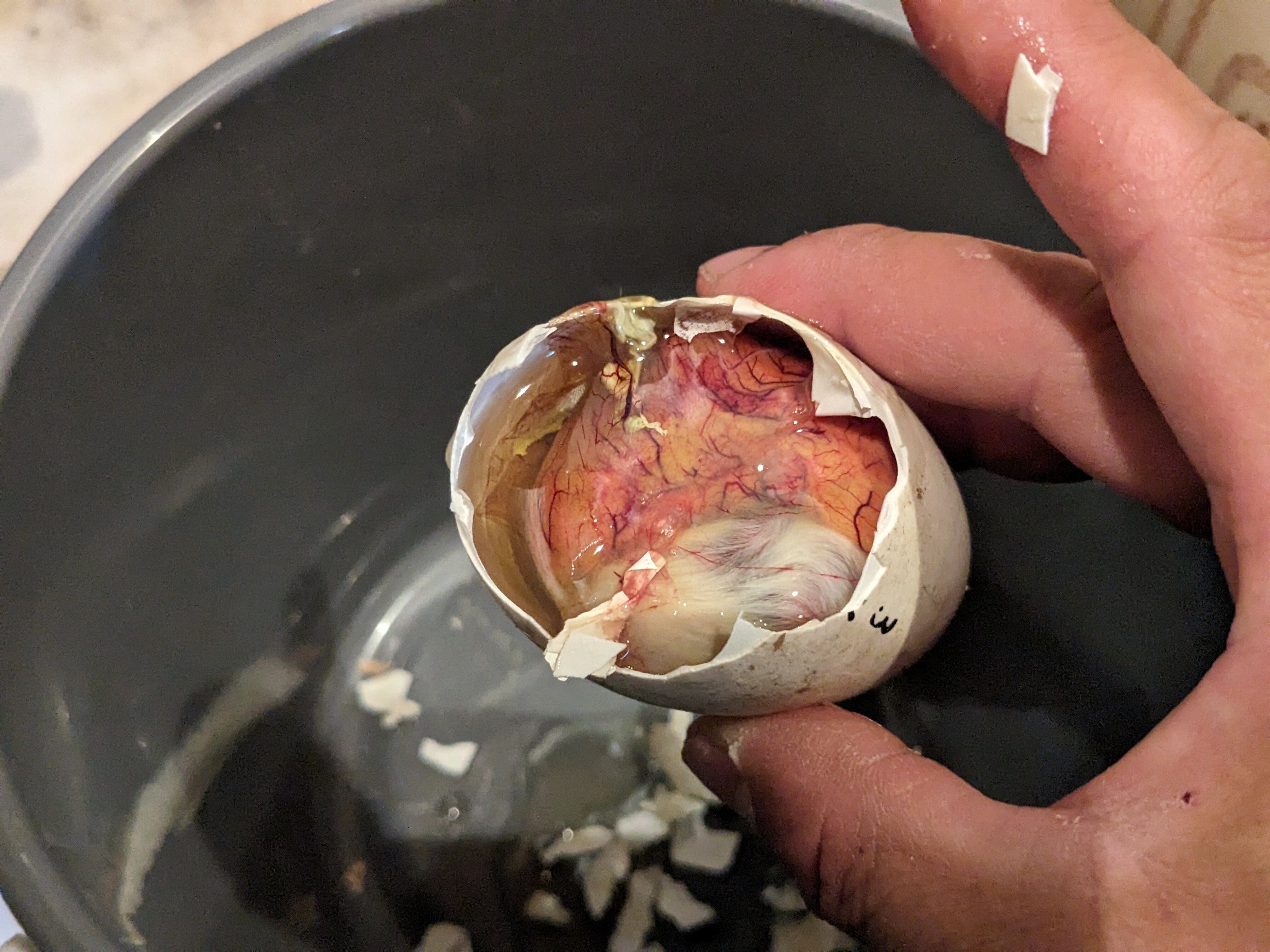 ガチョウの人工孵化について｜のんびり農園