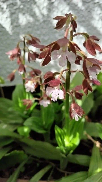 真💕全肯定!!!!】100力ノ×お花のススメ｜けむなわ