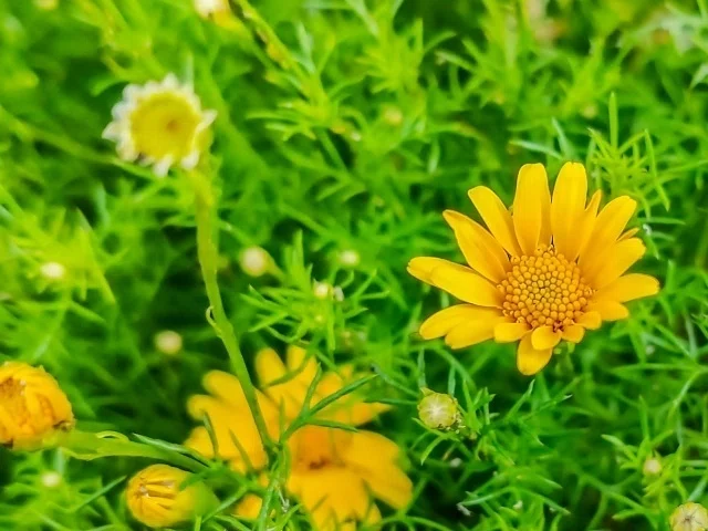 真💕全肯定!!!!】100力ノ×お花のススメ｜けむなわ