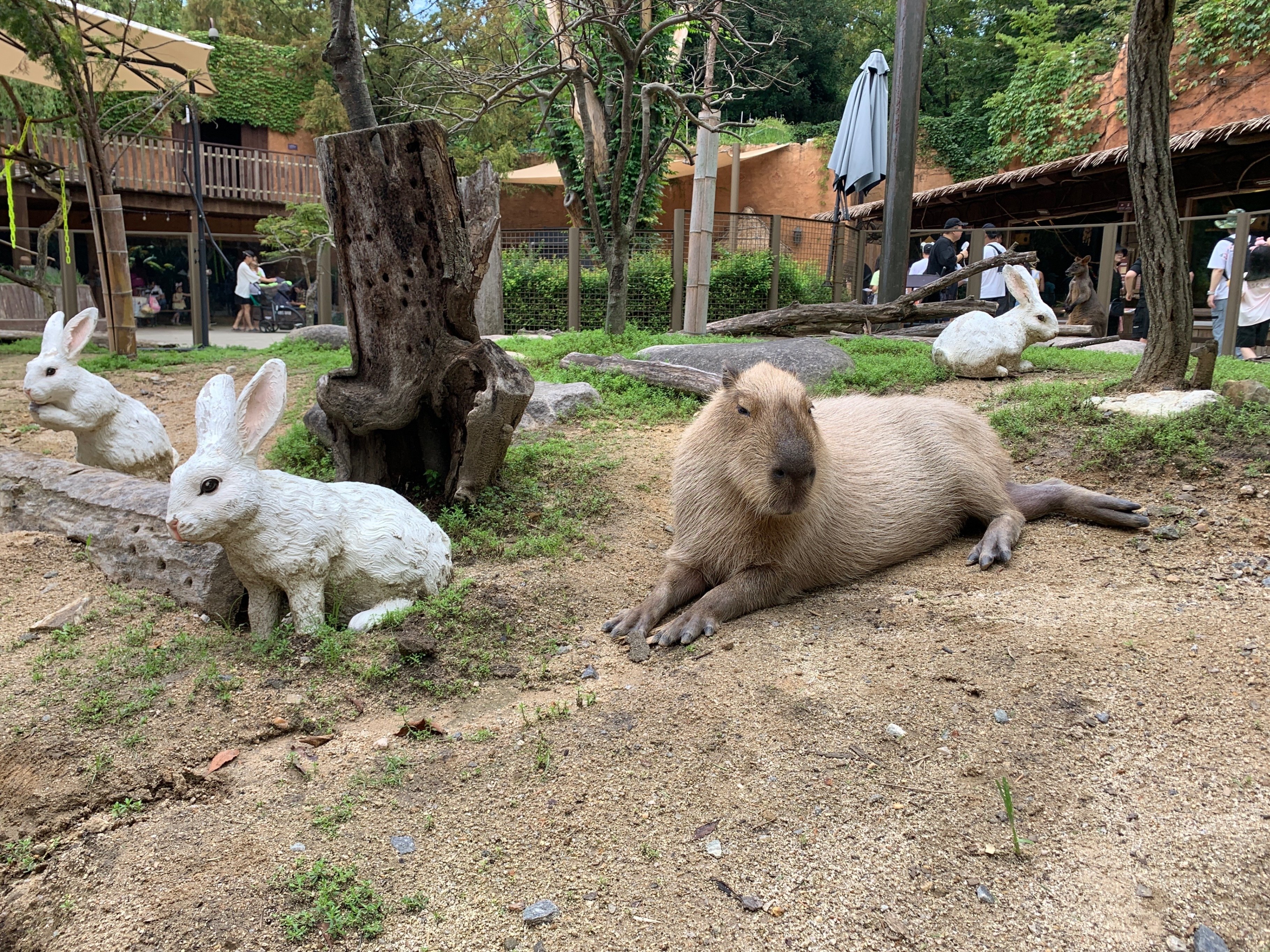 韓国のカピバラ 『エバーランド』 後半｜カピゴン松島