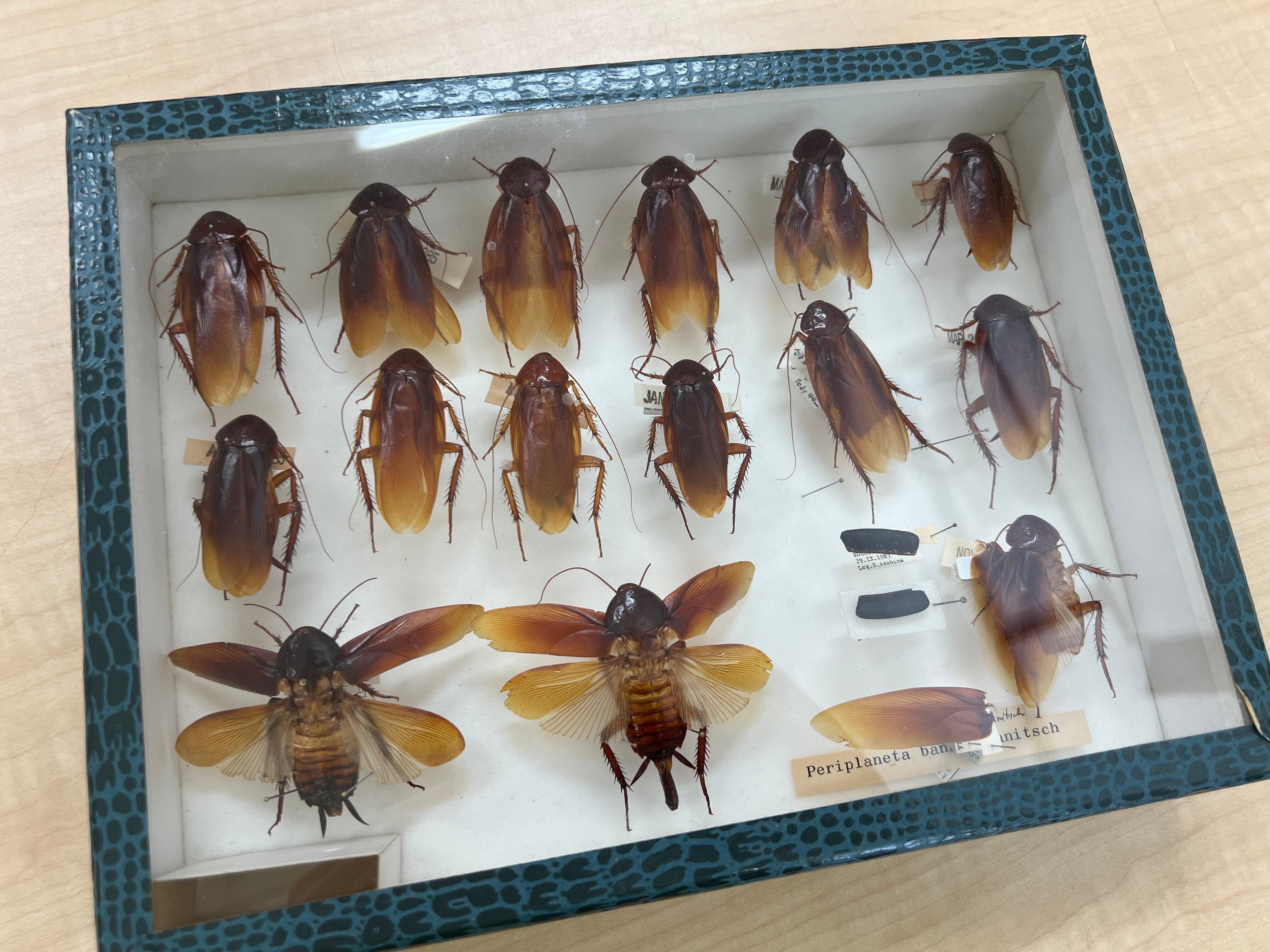 巨大な新種ゴキブリ ダイオウゴキブリ発見記｜竜洋昆虫自然観察公園