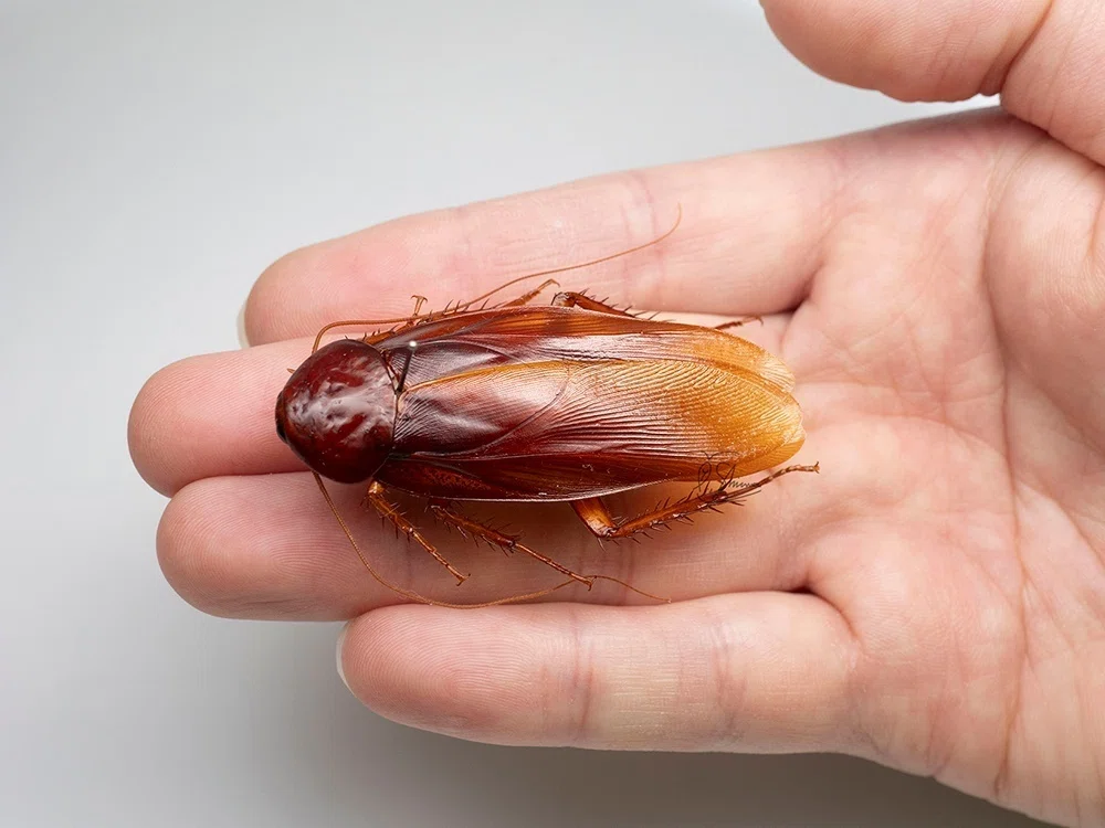 巨大な新種ゴキブリ ダイオウゴキブリ発見記｜竜洋昆虫自然観察公園