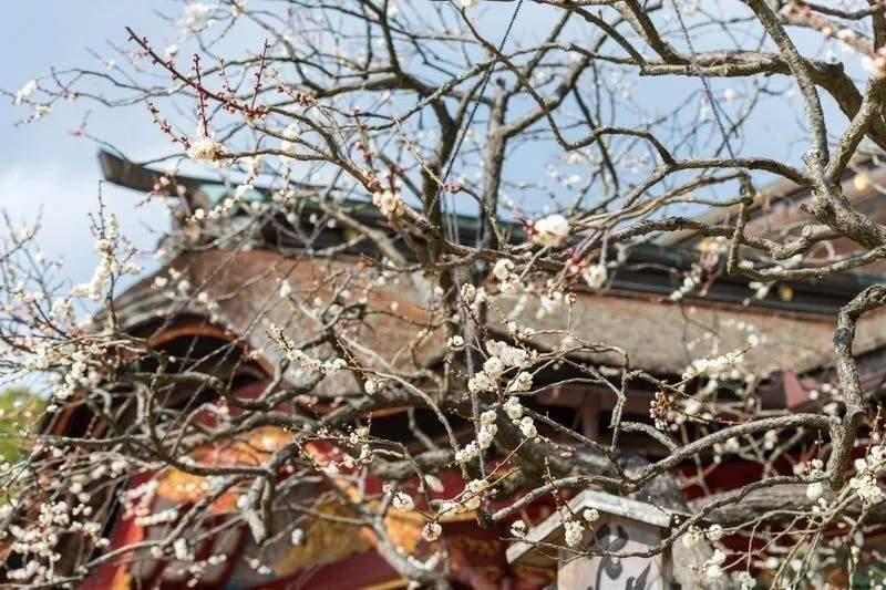 飛梅伝説」と菅原道真公 ～東風吹かば に込めた想いと～｜小野照崎神社