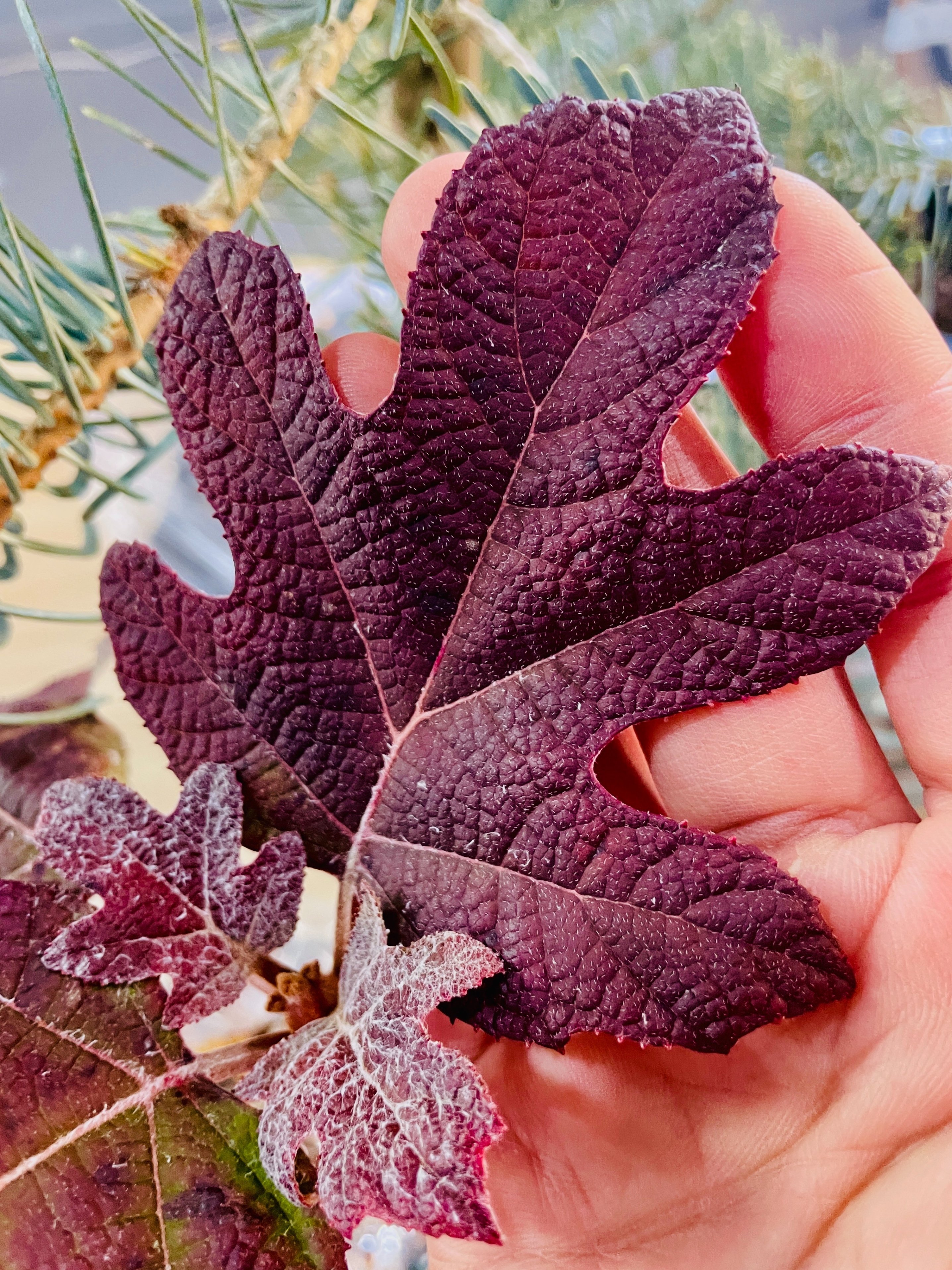 Amazon.com : CHUXAY GARDEN 50 Seeds Hydrangea Quercifolia,Oak Leaf Hydrangea,Oakleaf Hydrangea Striking Landscaping Plant Attract Butterflies and Bees - スポーツトイ・アクショントイ Amazon.com : CHUXAY GARDEN 50 Seeds Hydrangea Quercifolia,Oak Leaf Hydrangea,Oakleaf Hydrangea Striking Landscaping Plant Attract Butterflies and Bees - スポーツトイ・アクショントイ