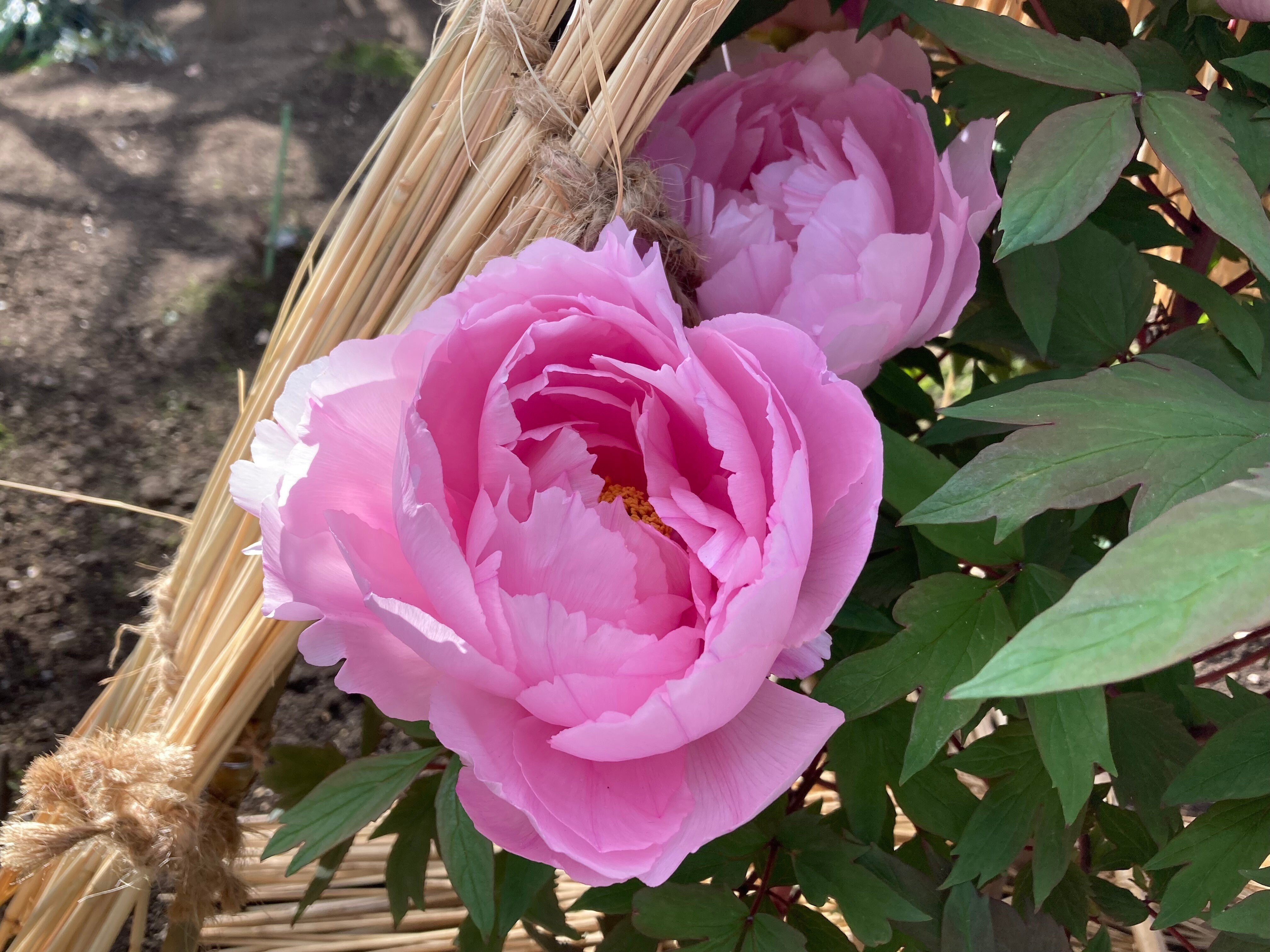 第42回 上野東照宮冬ぼたん（1月7日撮影）｜上野案内所