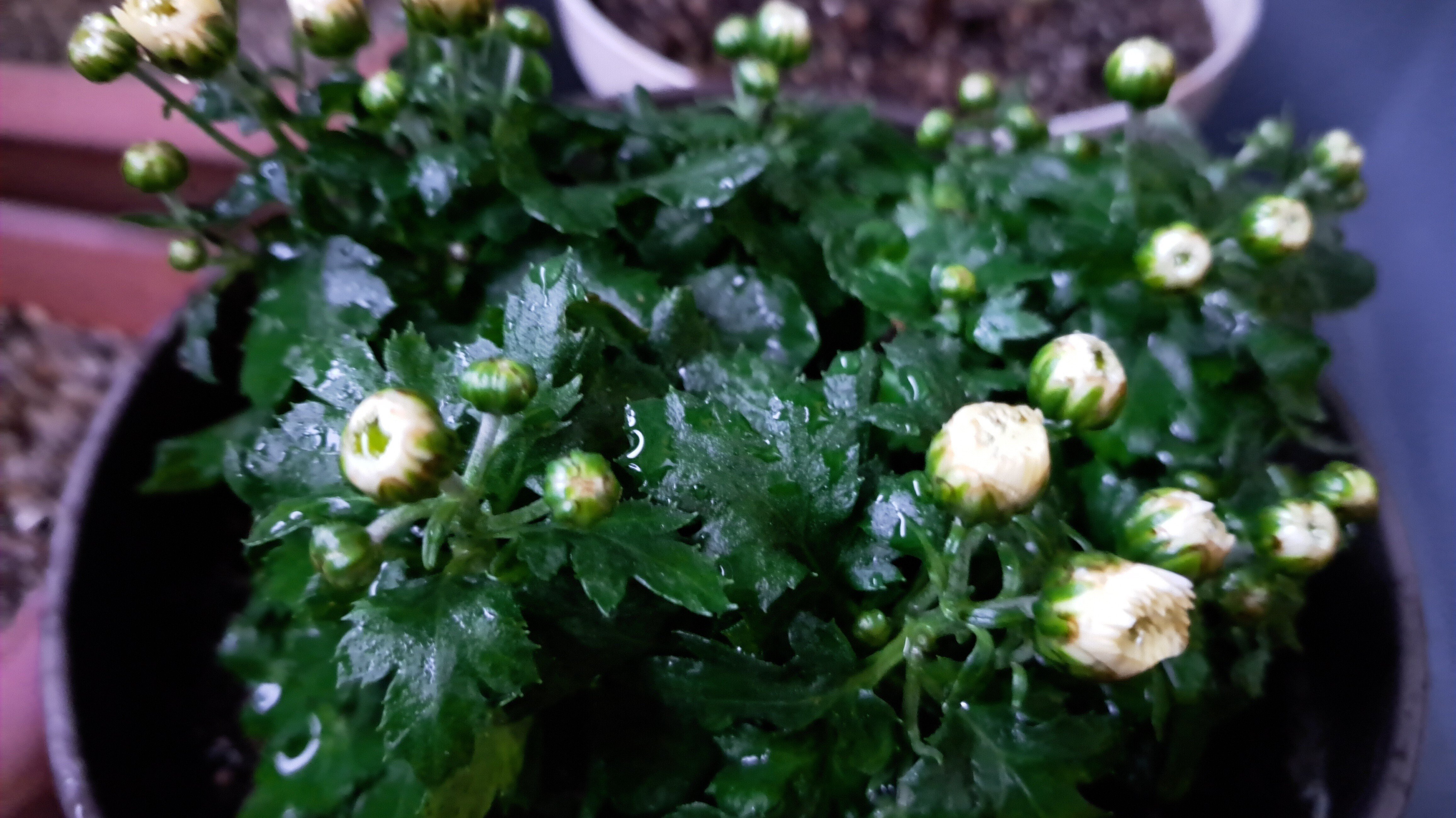 【未開封】白菊と黄菊ですが、それが何か 白菊の色は本当に移ろうの？｜絲荷