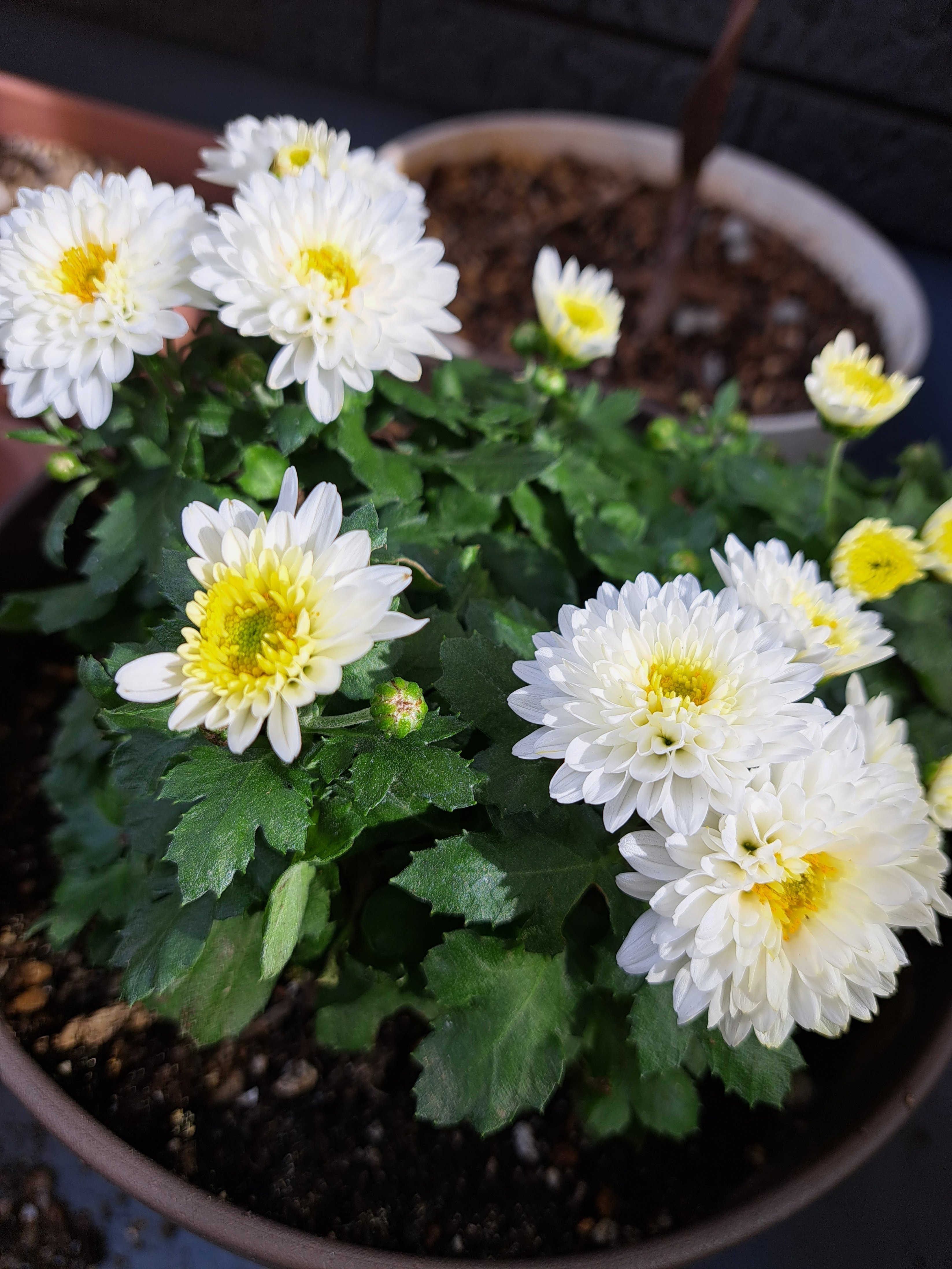 白菊の色は本当に移ろうの？｜絲荷