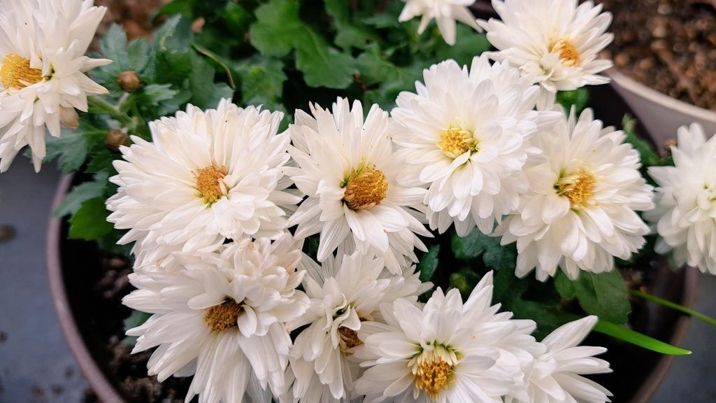 白菊の色は本当に移ろうの？｜絲荷