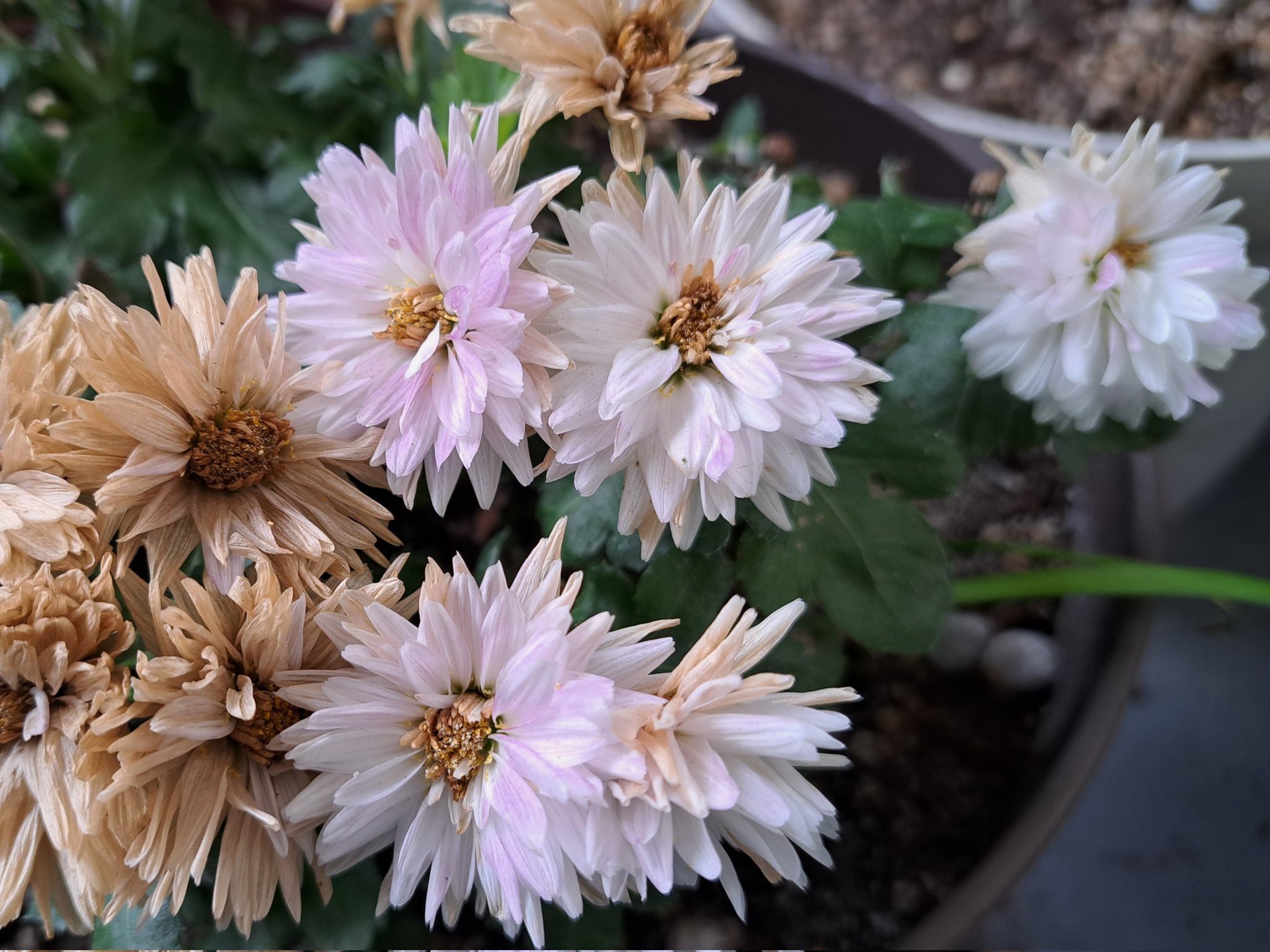 白菊の色は本当に移ろうの？｜絲荷