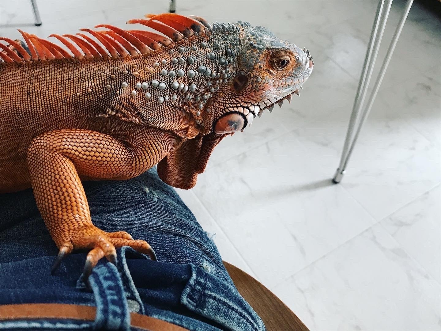 イグアナの飼育スペース 随時更新｜yoko