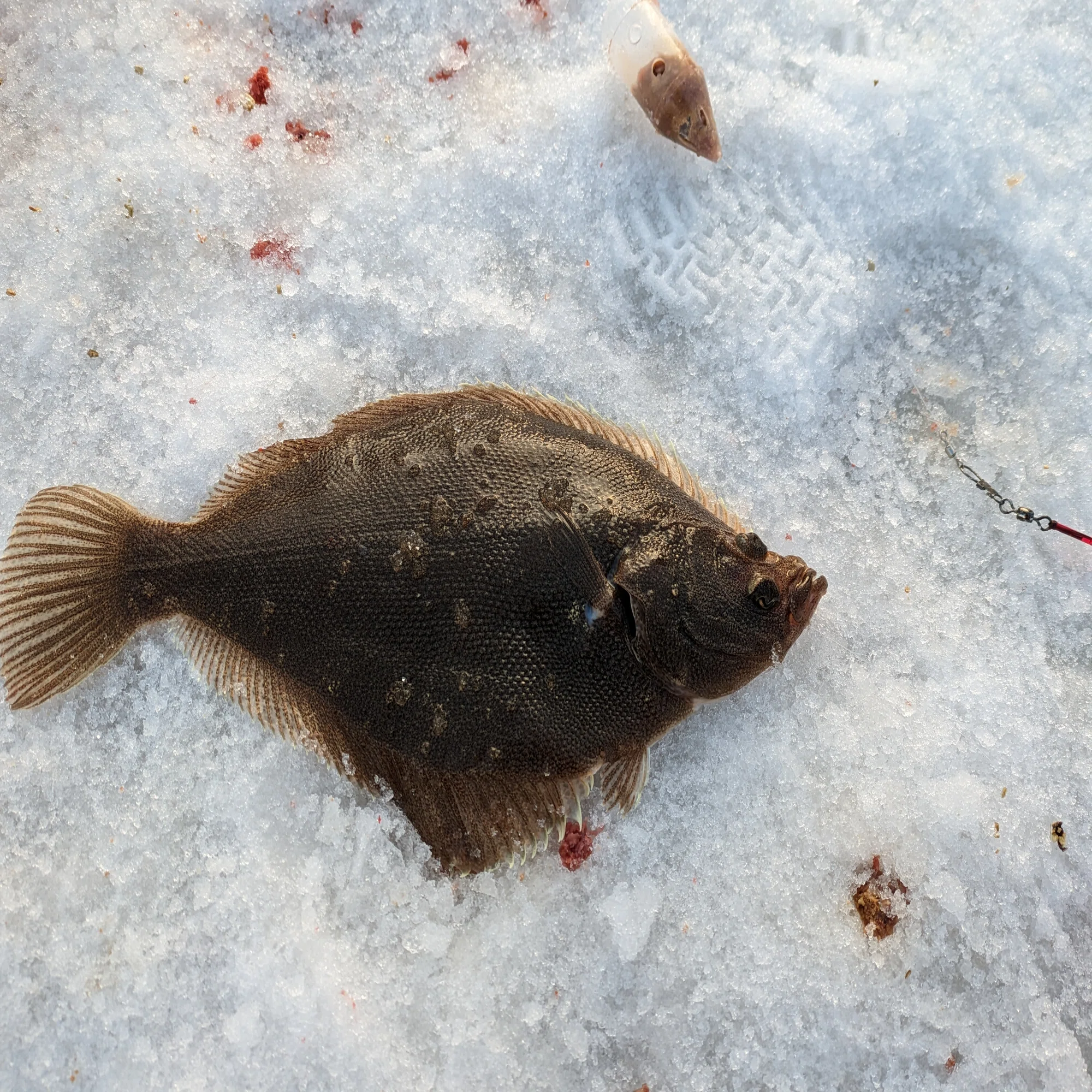 みんな釣りたいあの魚、カレイの釣り方についてすべて解説！！仕掛け 