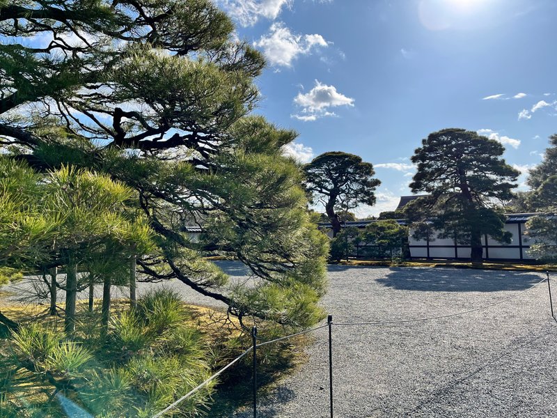 京都御苑の赤松と黒松