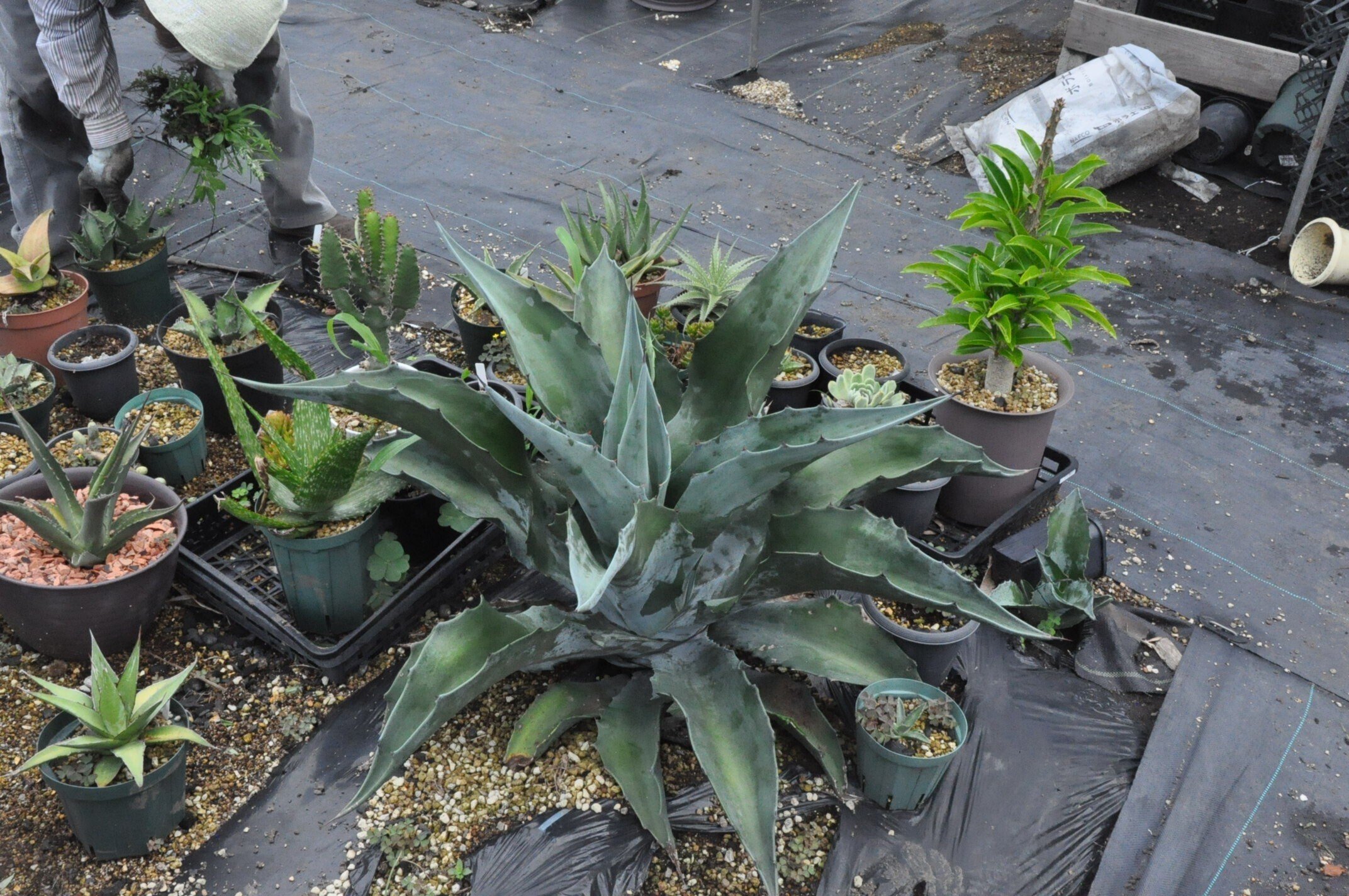 アガベ☆ソブリア・フレイレンシス実生選抜株 アガベ 品種紹介