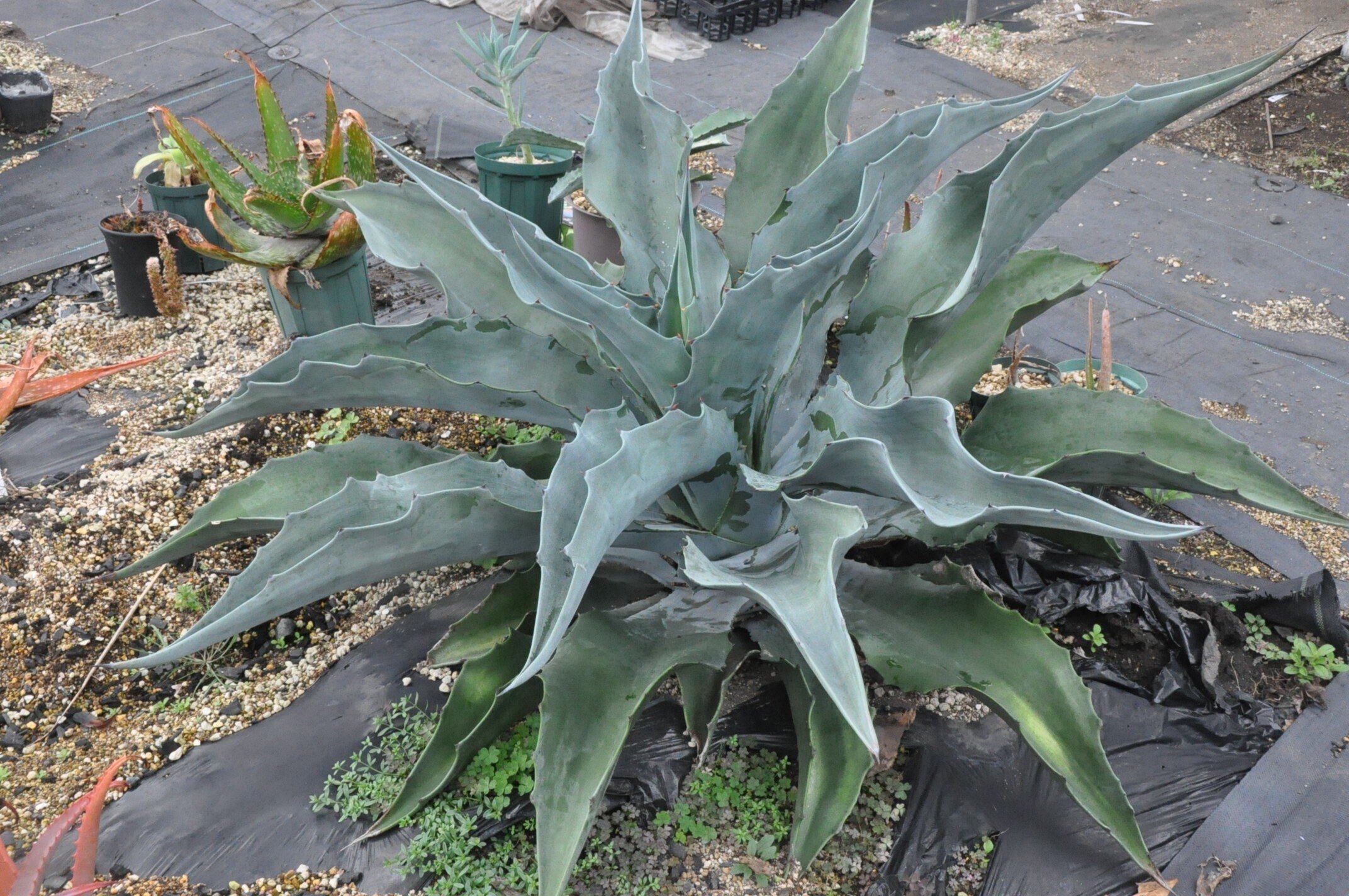 アガベ 品種紹介（Deserticoar節）｜KKGREEN