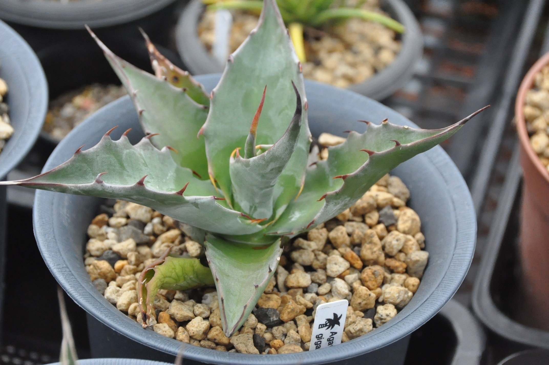 アガベ 中型 植物 中型アガベ トゲ付き緑葉 丸型鉢 アガベの種類｜大型、