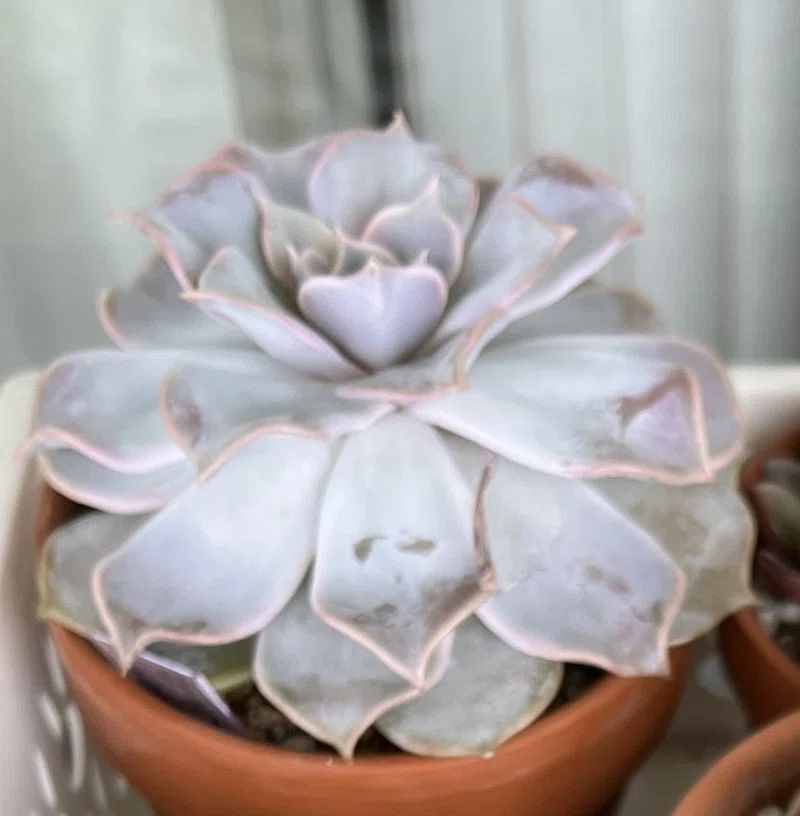リラシナ変異◎多肉植物 カット苗 輸入苗 エケベリア等 リラシナ①（エケベリア属）｜ひなよっこ