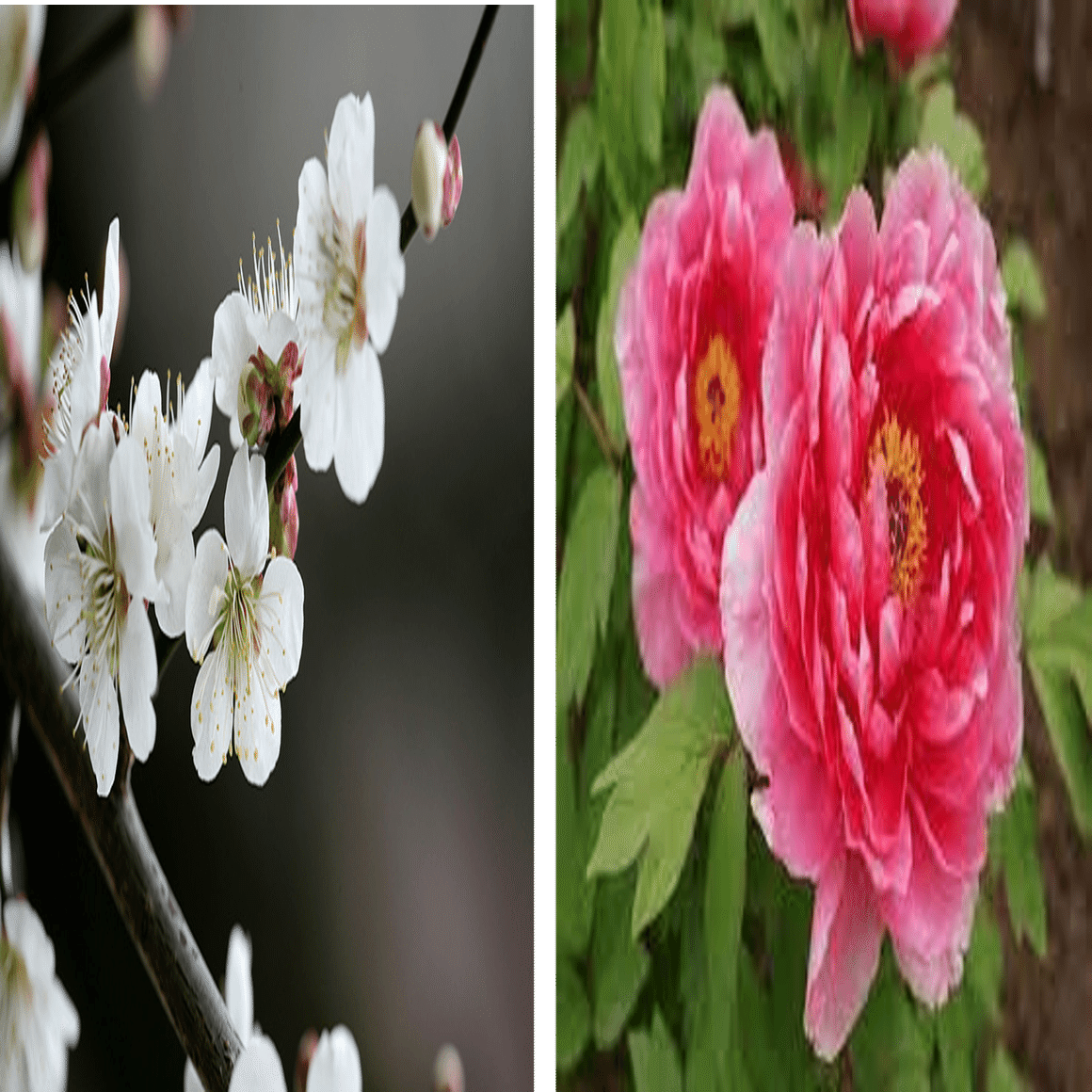 心に響く漢詩】北宋・林逋「山園小梅」～「疎影」と「暗香」｜泉聲悠韻