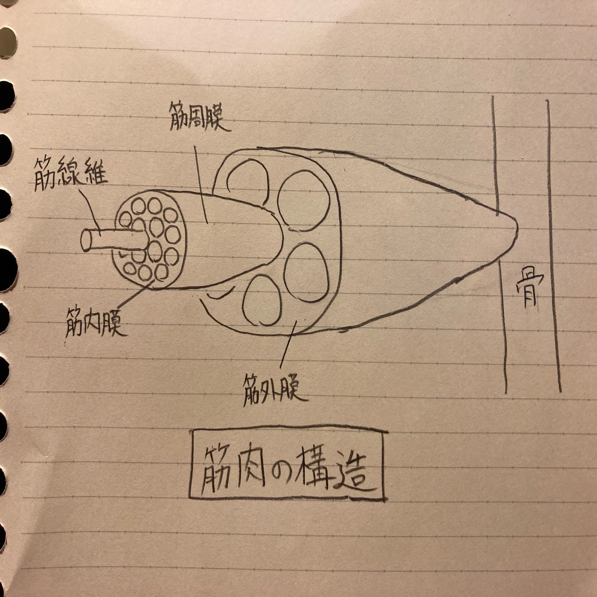 タンパク質 何 度 で 固まる