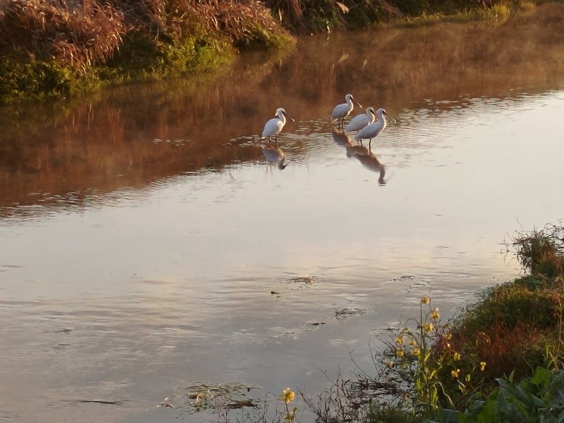 「一富士二鷹三茄子」の次は「四白鷺」かぁ〜と朝から私の頭がテキトーなコトを思うぐらい、白鷺がキレイに並んで朝陽を眺めていました。久しぶりの朝散歩でした。