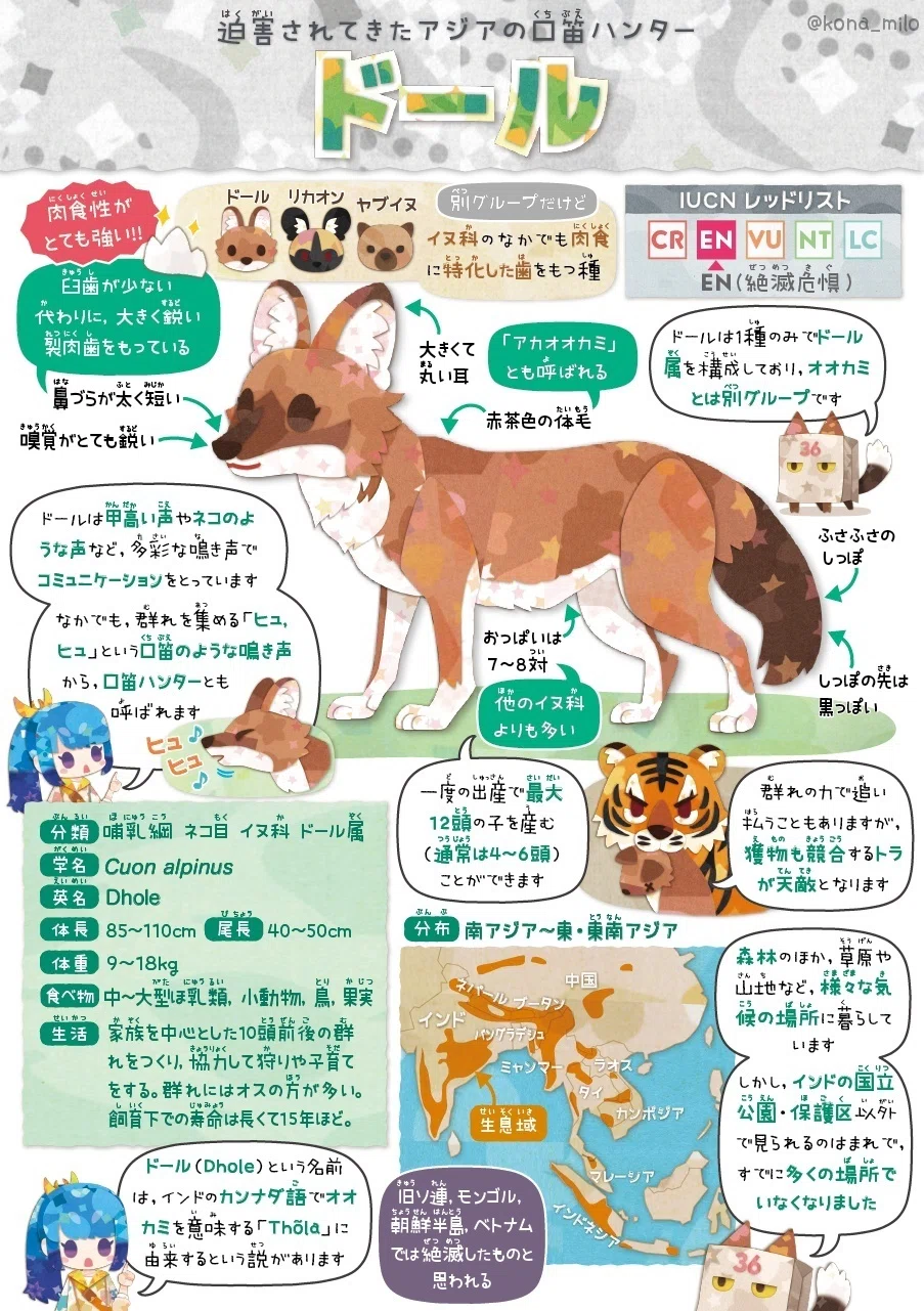 絶滅危機動物ファイル14「ドール」｜キクチミロ