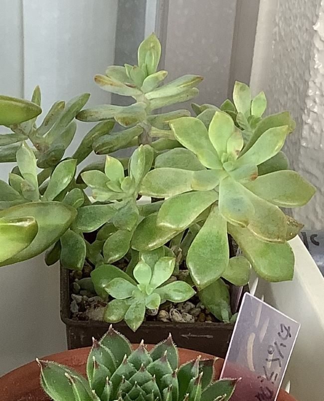 多肉植物 リトルビューティー 8個 カット苗 セダム 【公式通販】 多肉